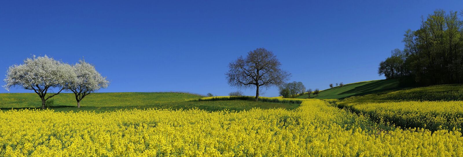 Panasonic Lumix DMC-FZ2500 (Lumix DMC-FZ2000) sample photo. Field, rapeseed, yellow photography