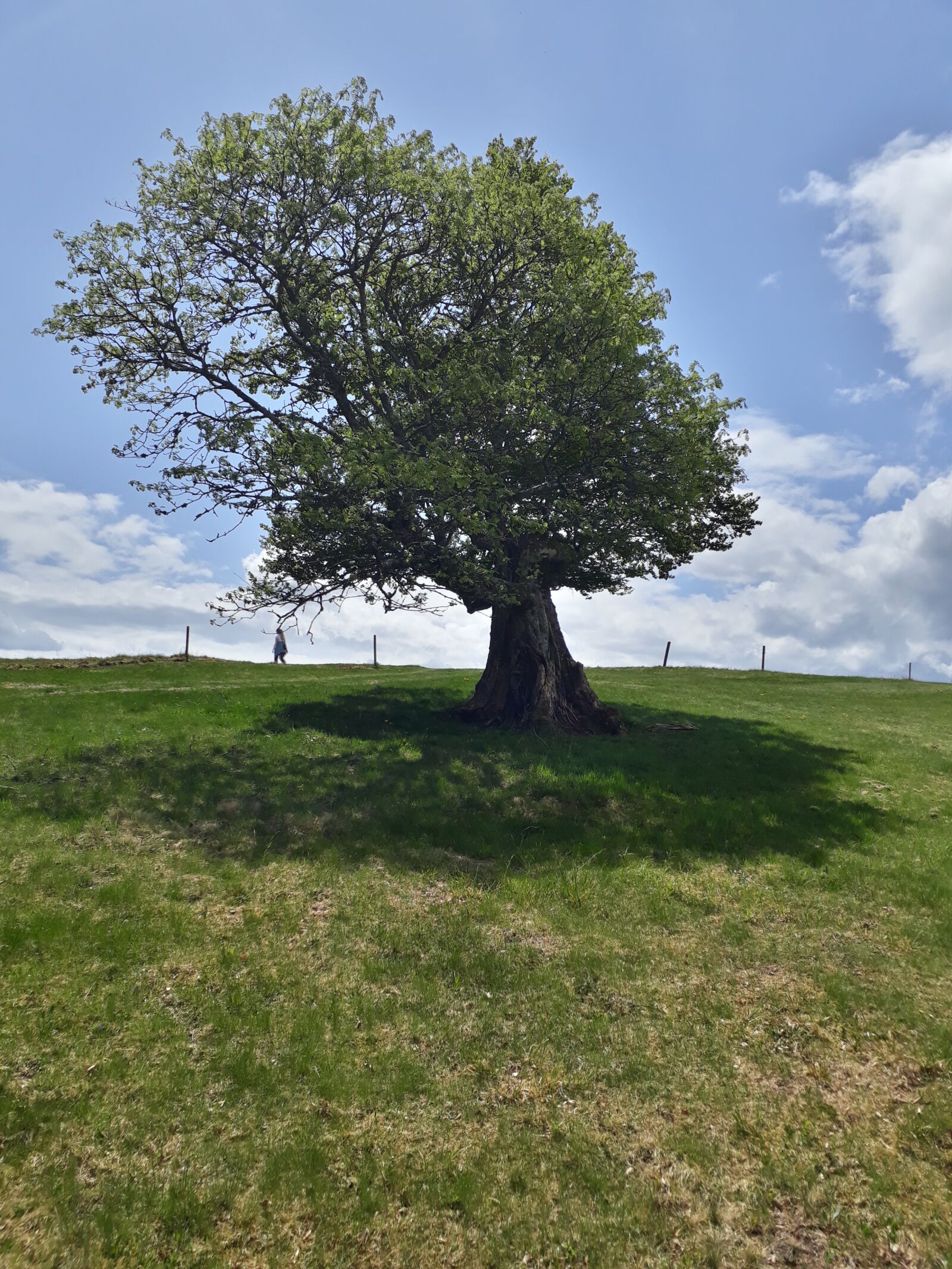 Samsung Galaxy A3(2017) sample photo. Black forest, landscape, mood photography