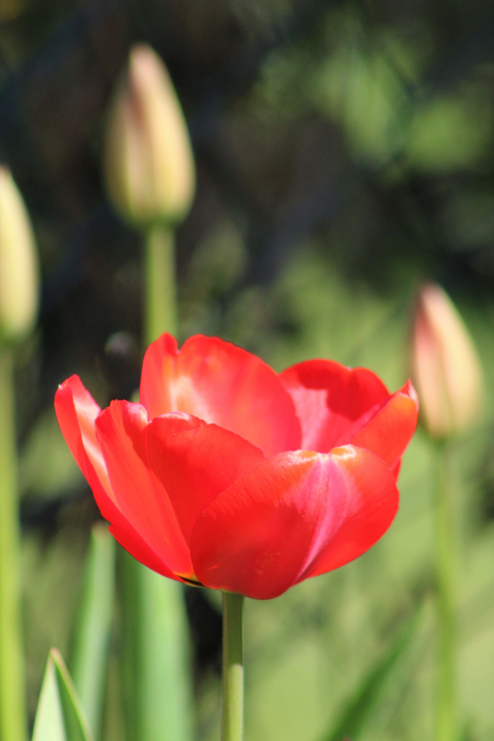 Canon EOS 2000D (EOS Rebel T7 / EOS Kiss X90 / EOS 1500D) sample photo. Poppy, red, flower photography