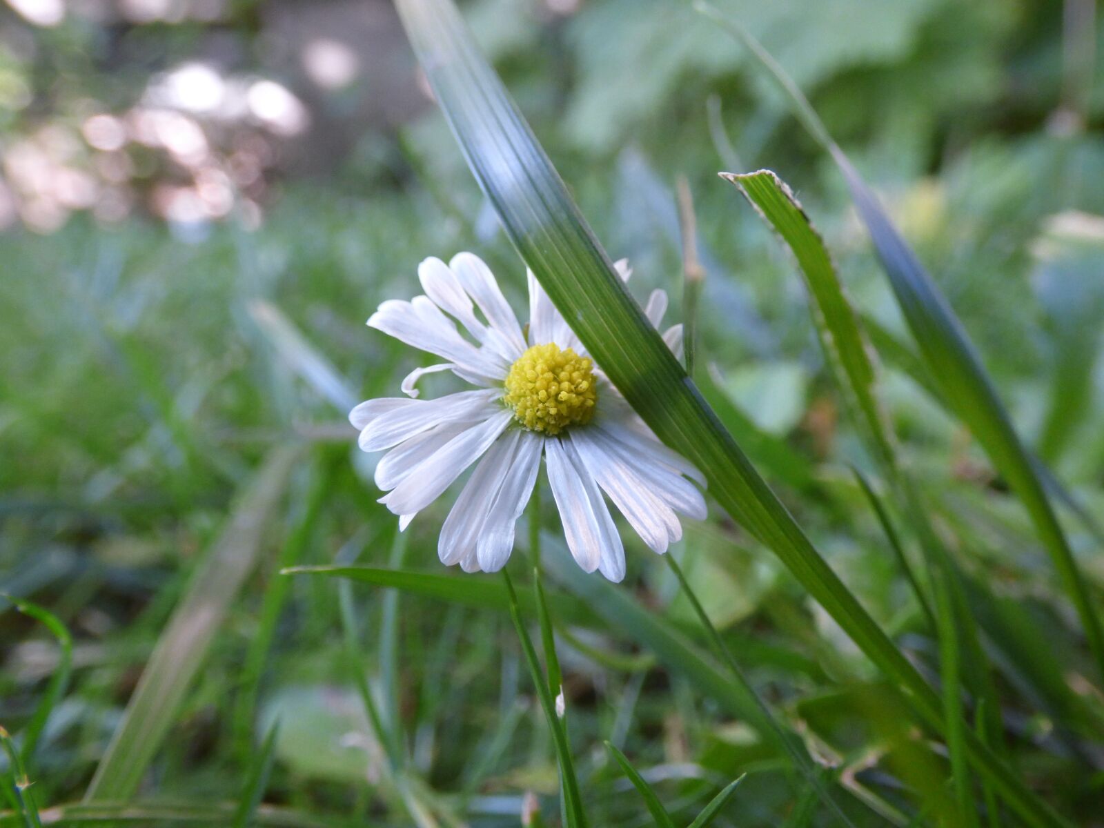 Panasonic DMC-FZ72 sample photo. Daisy, grass, flower photography