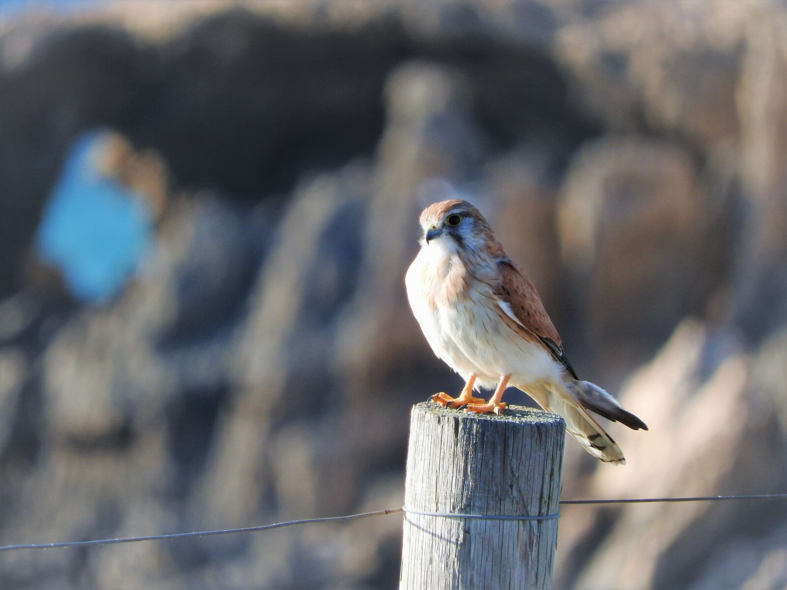 Nikon Coolpix P610 sample photo. Bird, small, nature photography