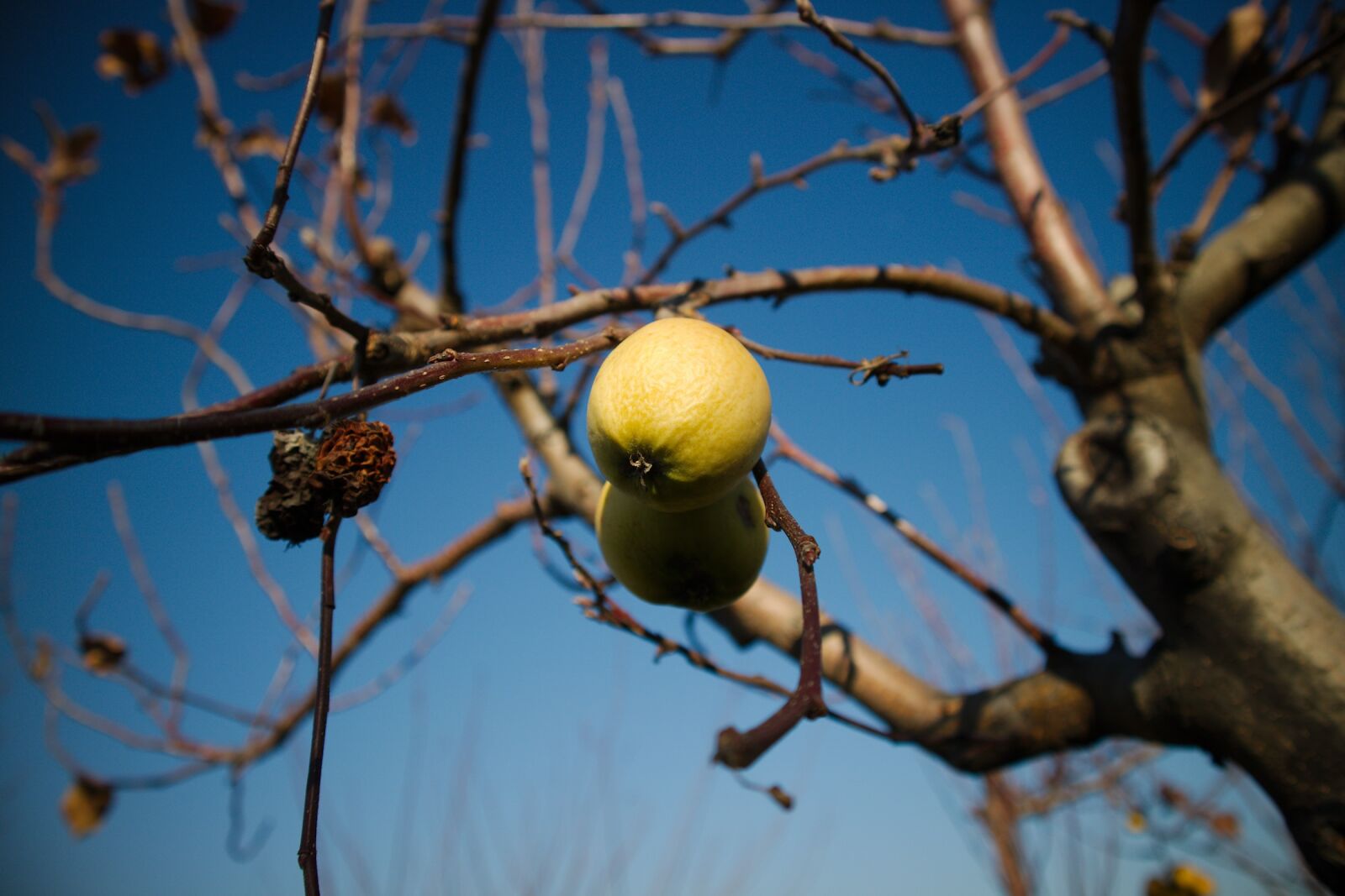 Canon EOS M3 sample photo. Fruit, autumn, in the photography