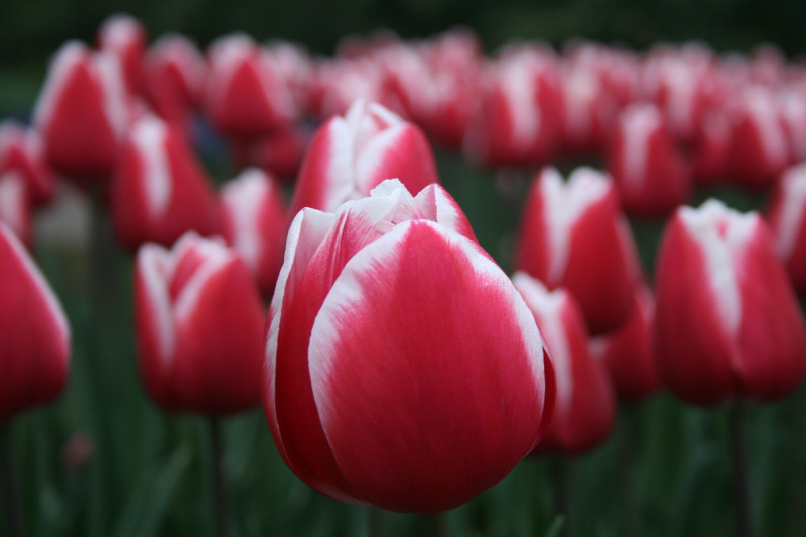 Canon EOS 400D (EOS Digital Rebel XTi / EOS Kiss Digital X) sample photo. Bloom, blossom, field, flora photography