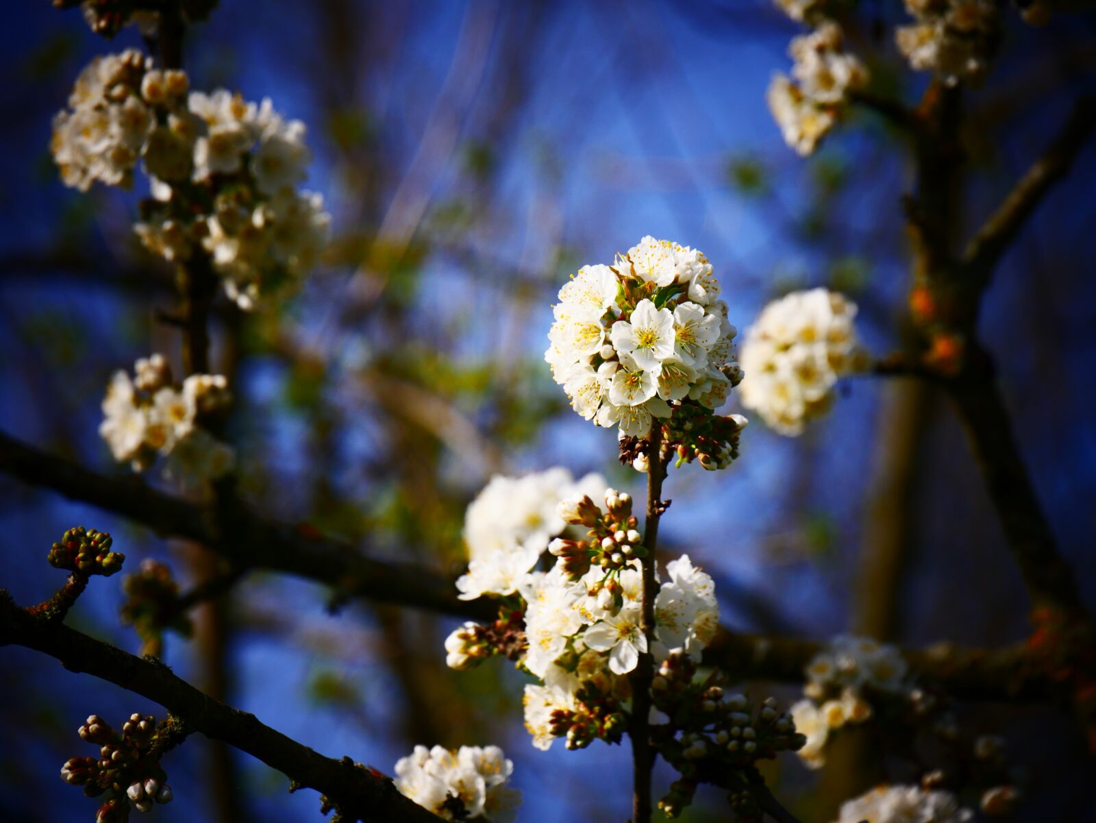 Panasonic DMC-G70 sample photo. Cherry blossoms, white, flowers photography
