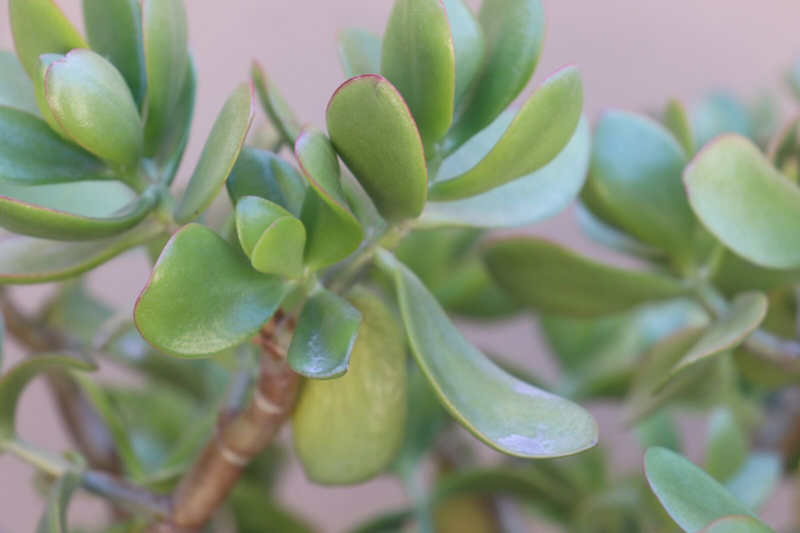 Canon EOS 800D (EOS Rebel T7i / EOS Kiss X9i) sample photo. Green leaf, spring, potted photography