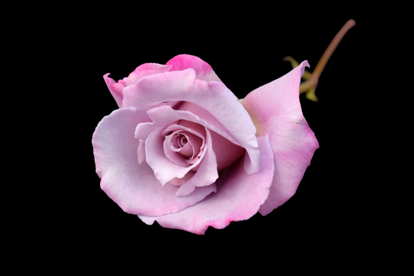 Nikon D3300 sample photo. Rose, purple, black photography