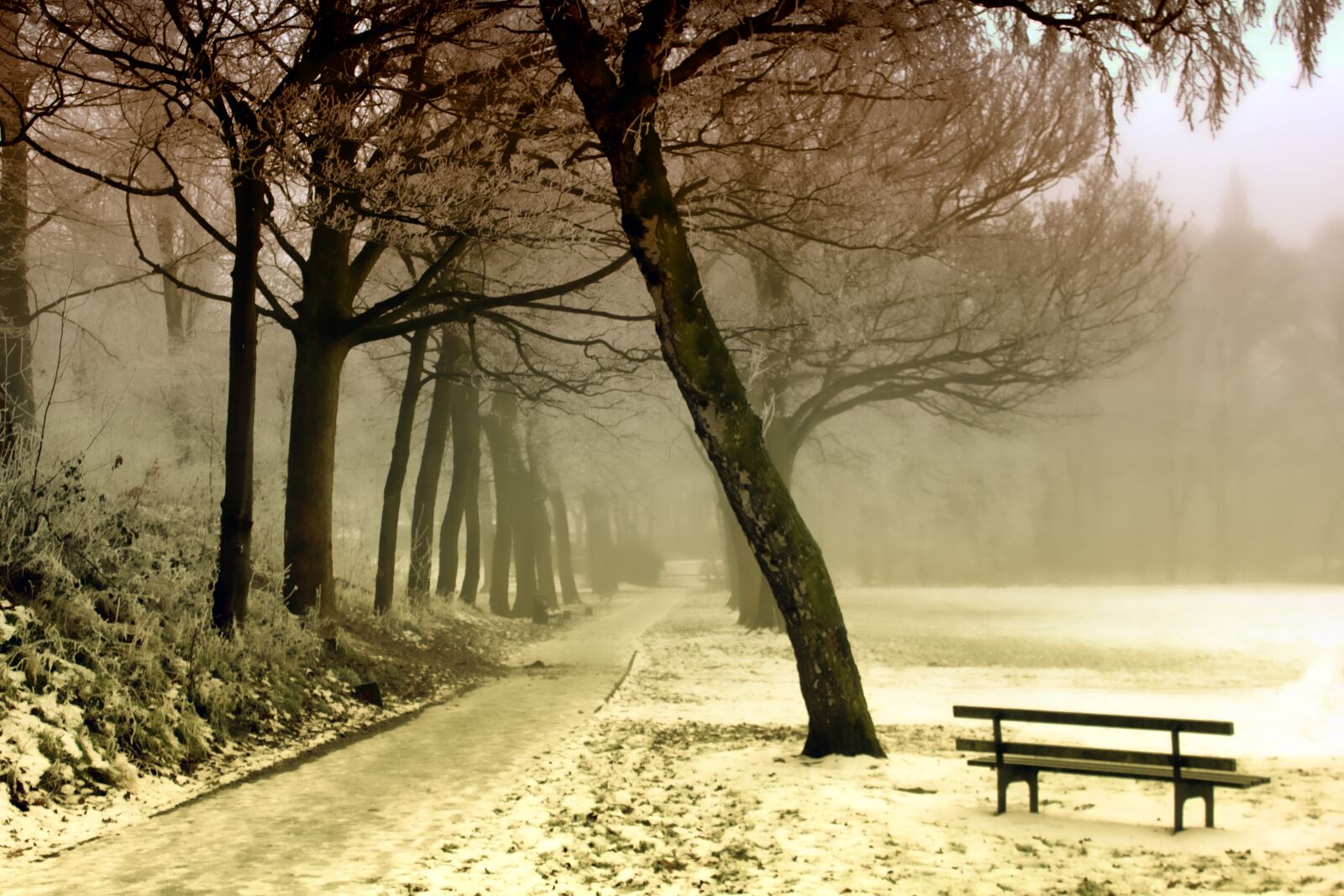 Canon EOS 550D (EOS Rebel T2i / EOS Kiss X4) sample photo. Bench, cold, dawn, environment photography