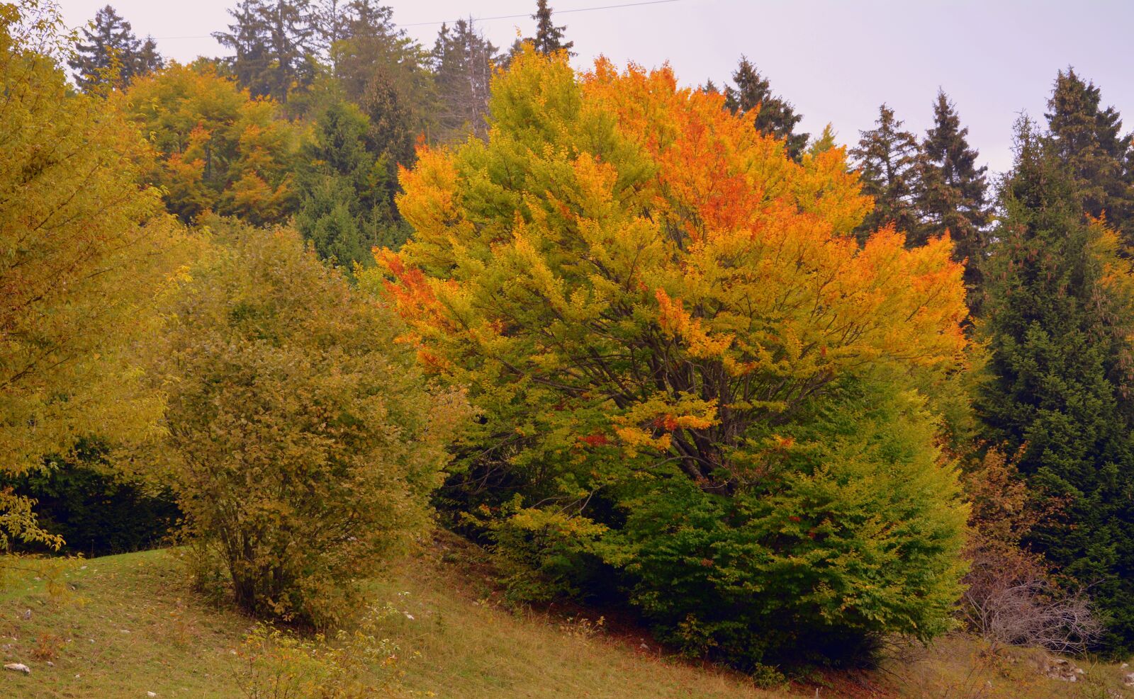 Nikon D7100 sample photo. Forest, autumn, trees photography