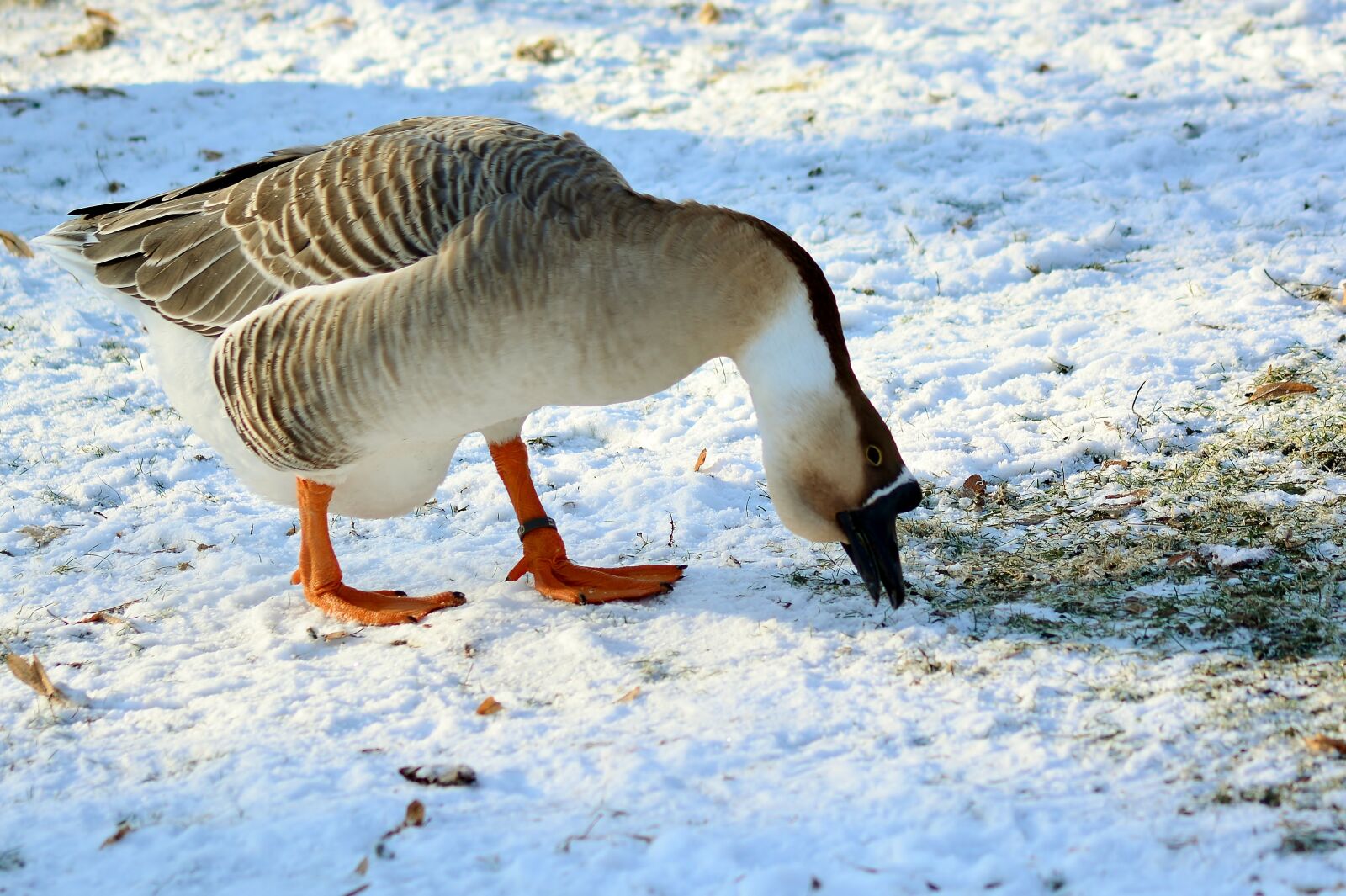Nikon D5200 sample photo. H cker goose, winter photography