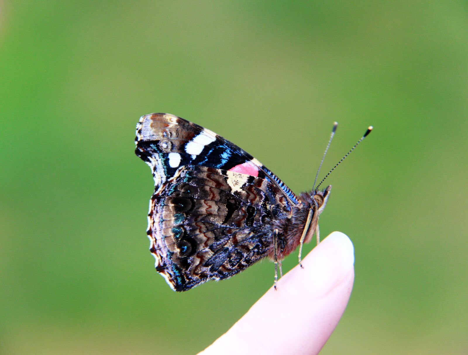 Canon EOS 600D (Rebel EOS T3i / EOS Kiss X5) sample photo. Butterfly, vulcan, nature photography