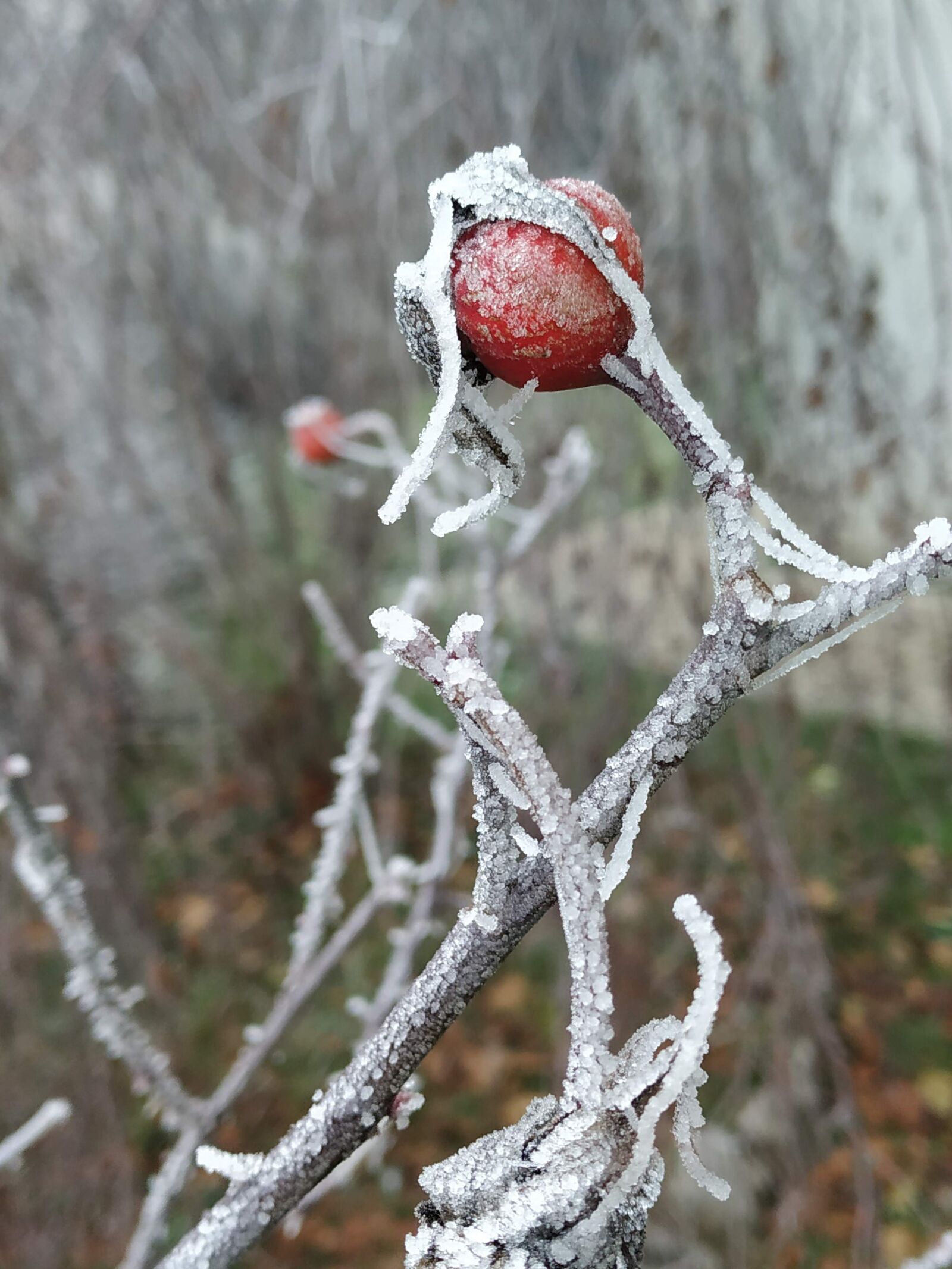 Xiaomi Mi A2 sample photo. Rosa, fruits, cold photography