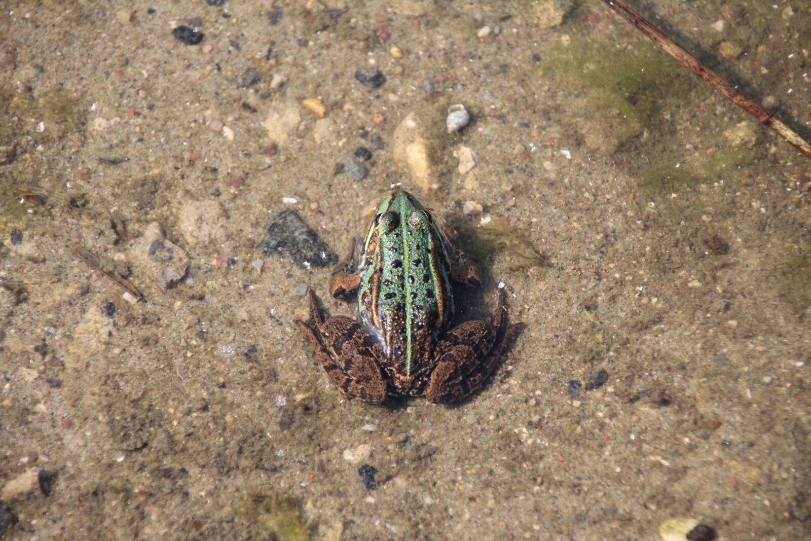 Canon EOS 1300D (EOS Rebel T6 / EOS Kiss X80) sample photo. Frog, water, pond photography