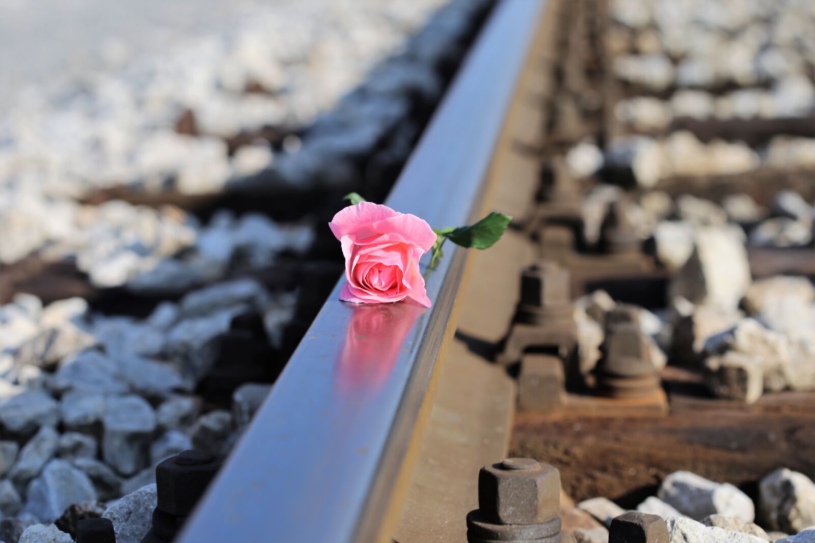 Canon EOS 6D + Canon EF 100mm F2.8 Macro USM sample photo. Stop children suicide, stop photography