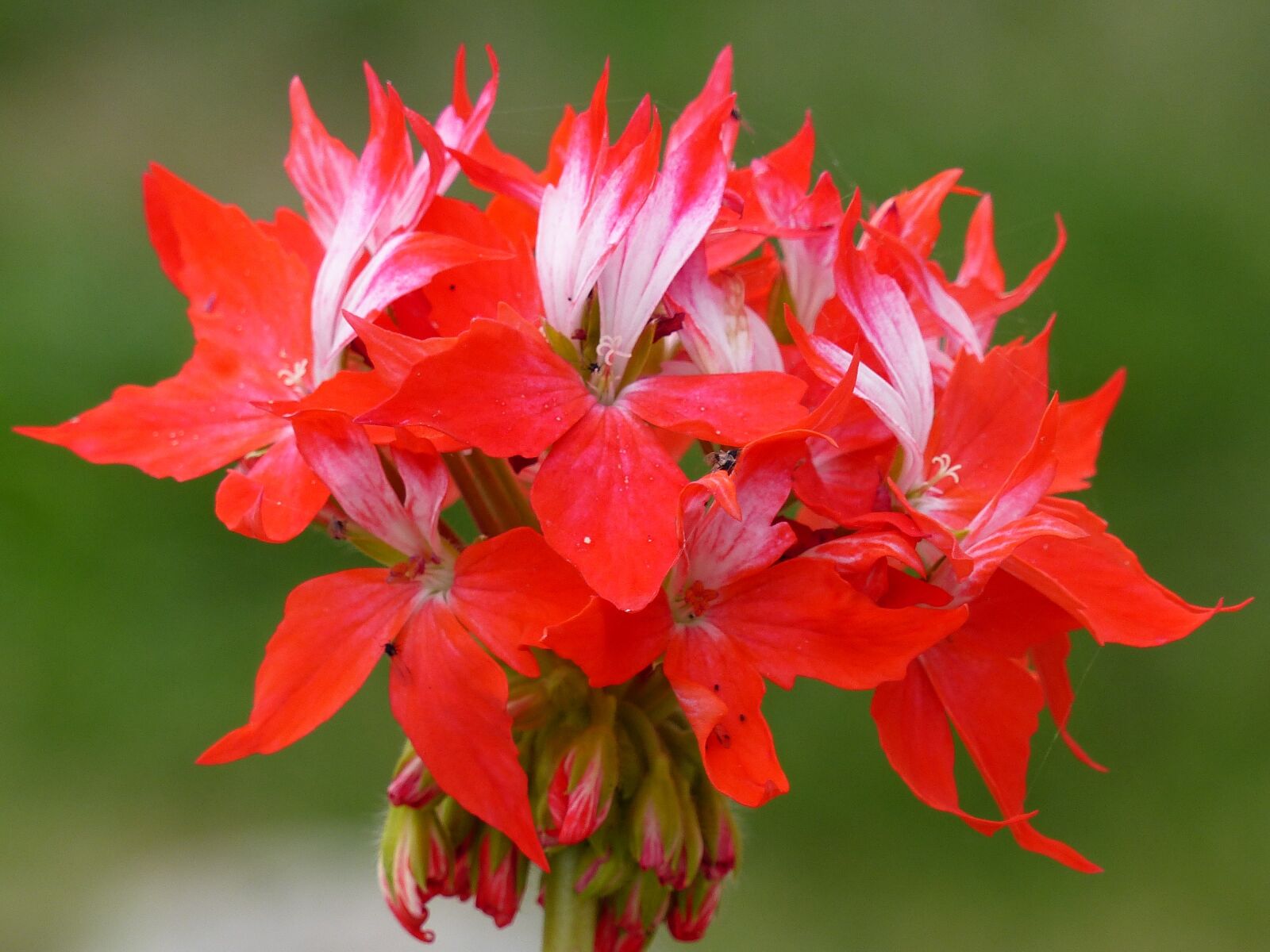 Panasonic Lumix DMC-FZ200 sample photo. Geranium, flower, red photography