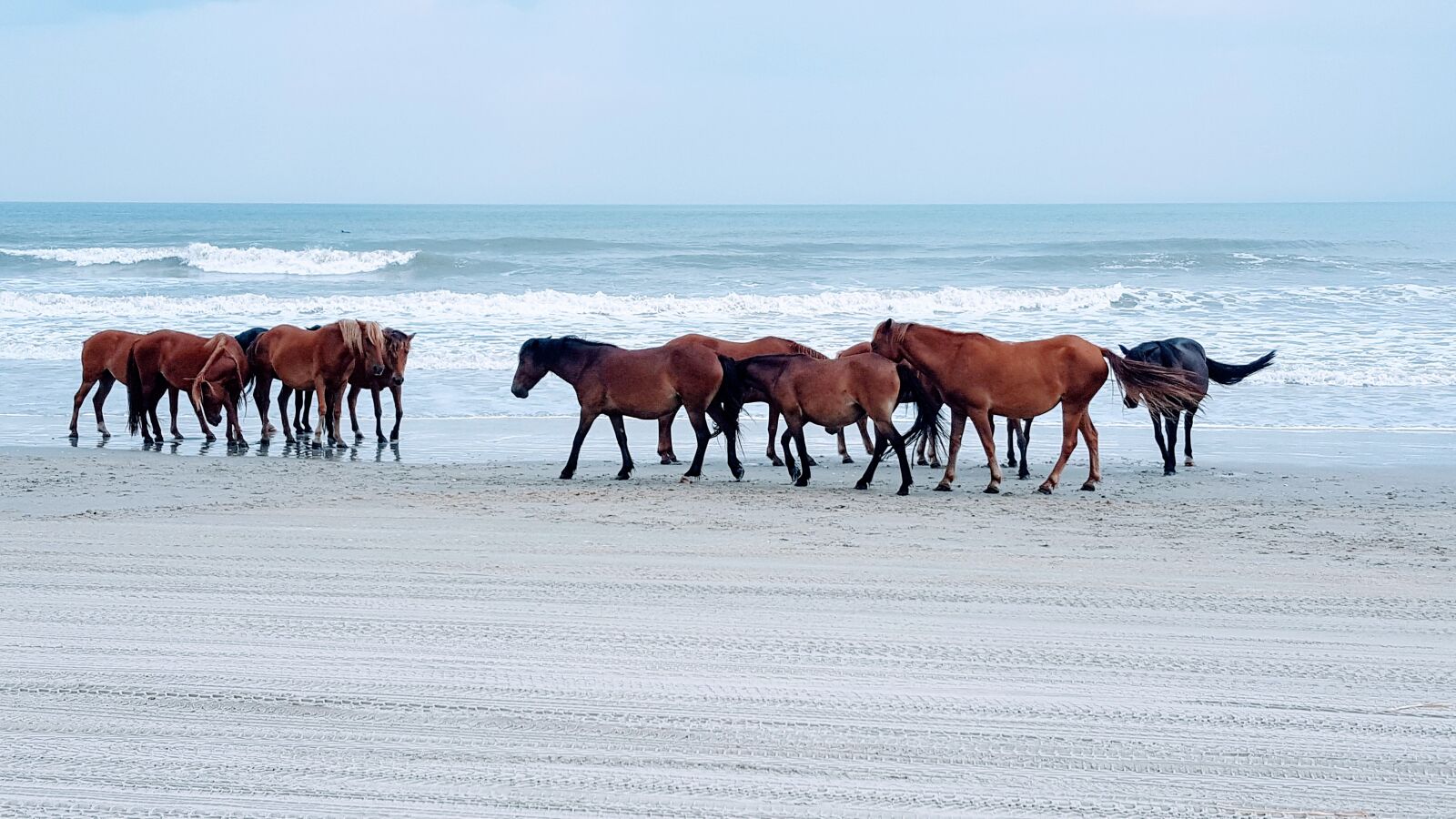 Samsung Galaxy S6 sample photo. Horse, beach, ocean photography