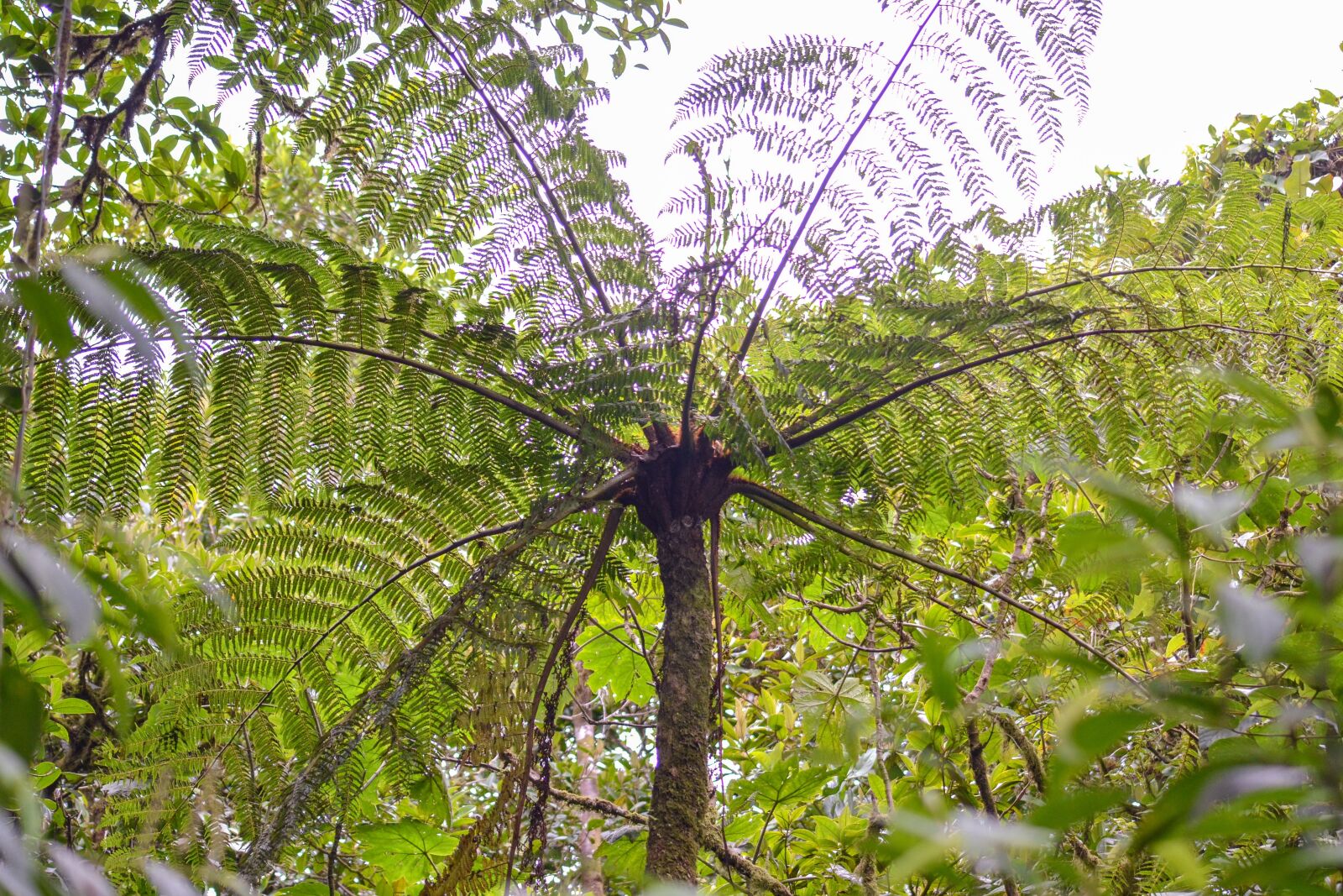 Nikon D3100 sample photo. Costa rica, jungle, nature photography
