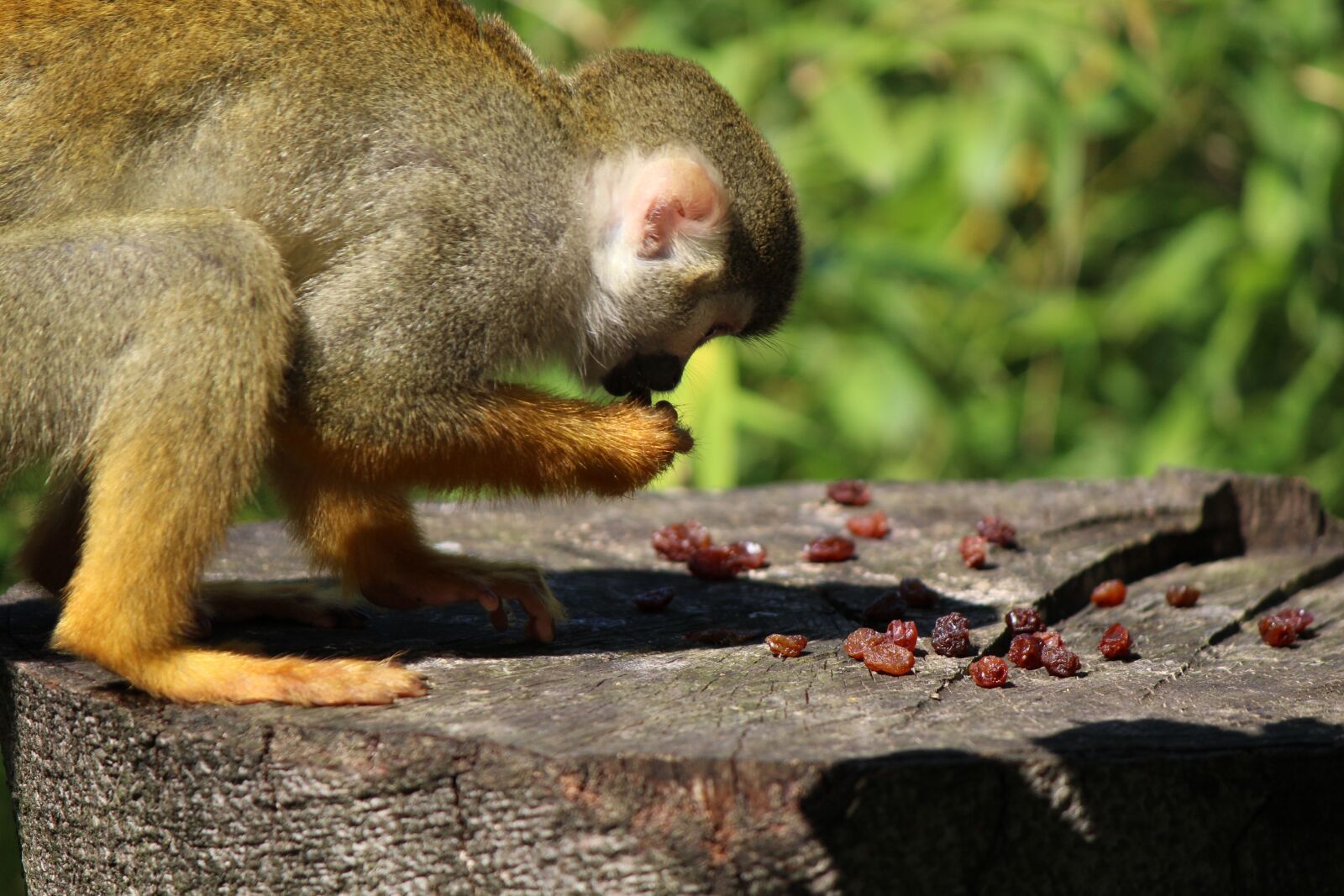Canon EF-S 55-250mm F4-5.6 IS II sample photo. Squirrel monkey, monkey, capuchin-like photography