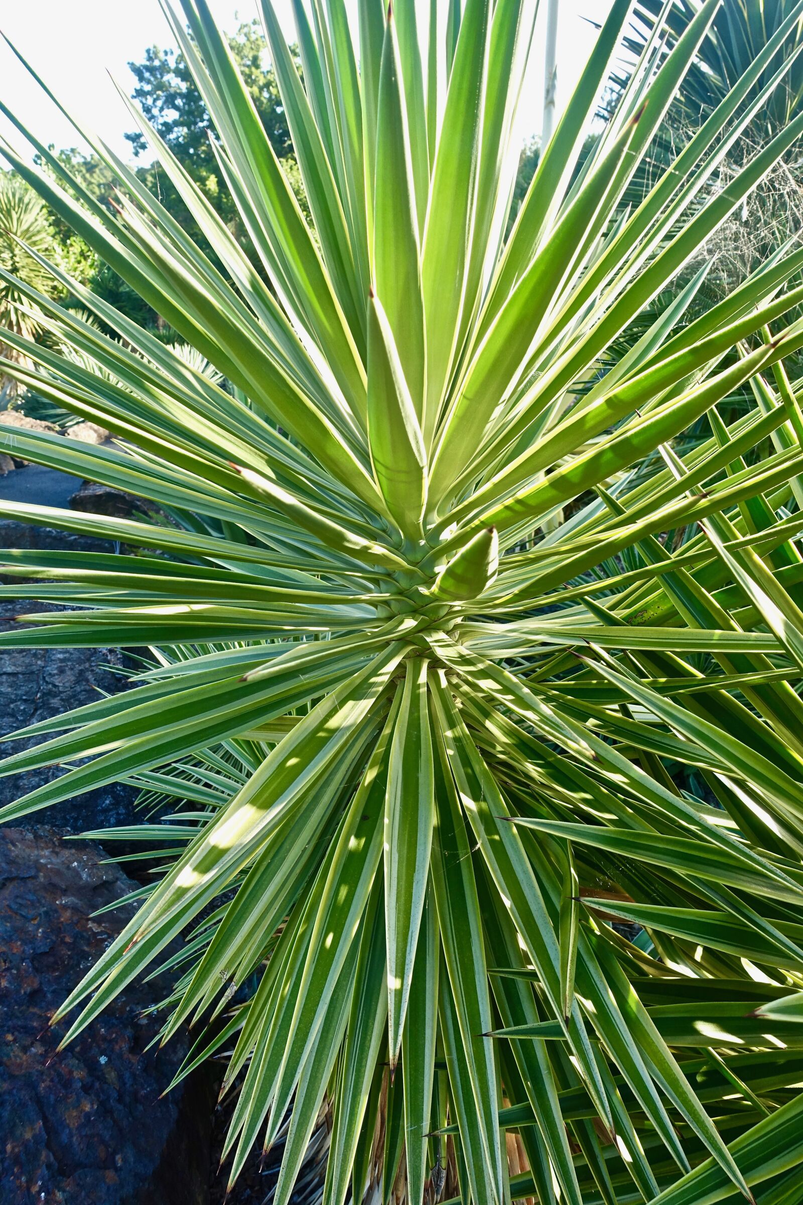 Sony Cyber-shot DSC-RX100 III sample photo. Cactus, succulent, spiny photography