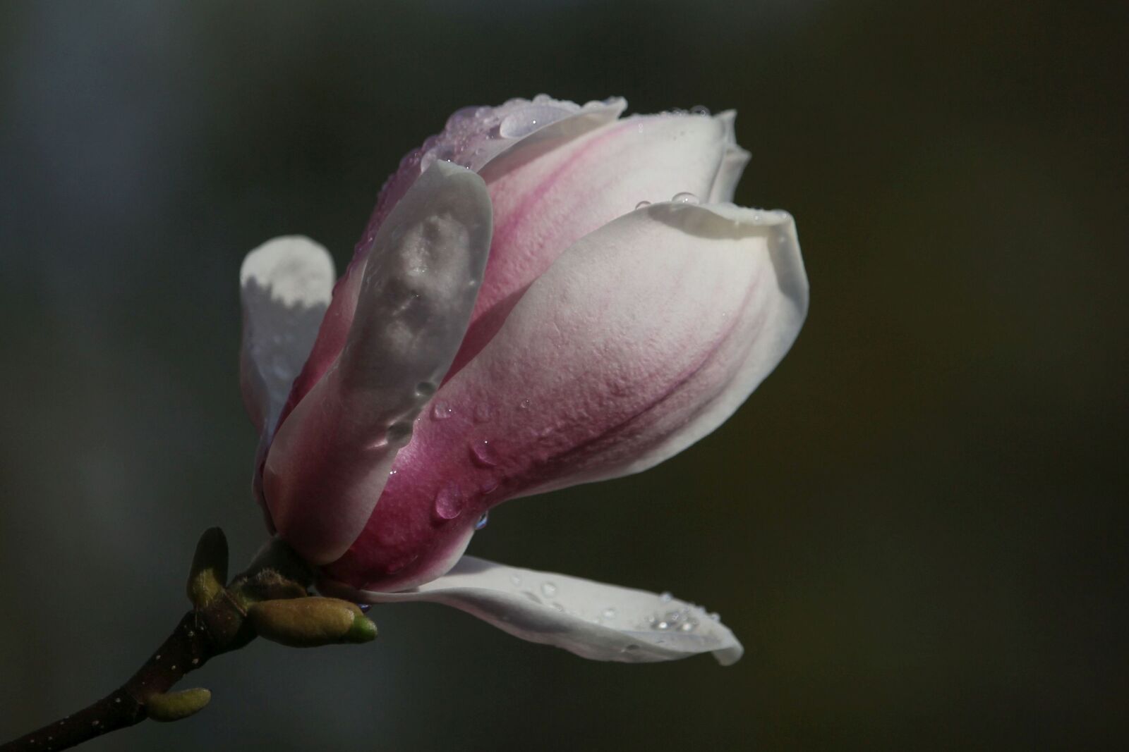 Canon EOS 60D + Canon EF-S 55-250mm F4-5.6 IS STM sample photo. Magnolia, blossom, bloom photography