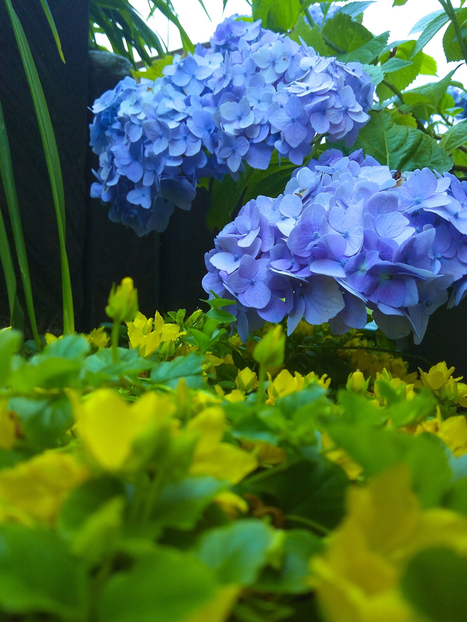 Xiaomi Redmi Note 4 sample photo. Flower, garden, nature photography