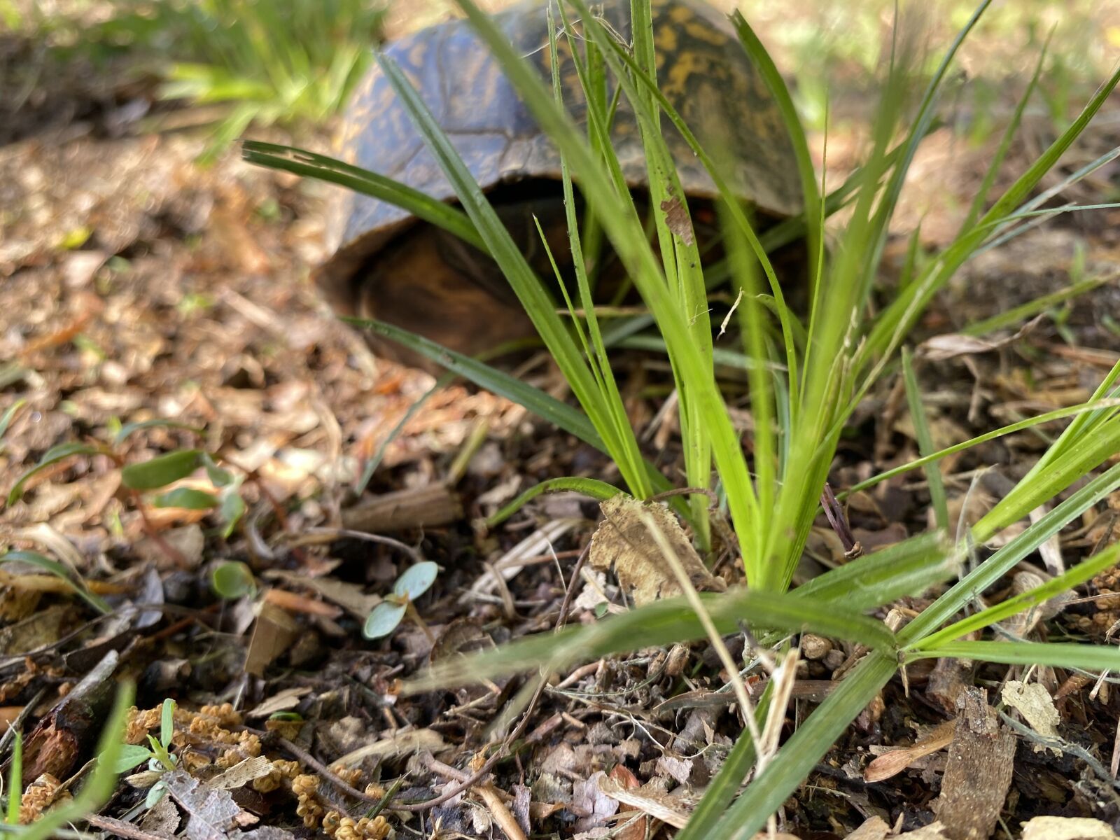 Apple iPhone 11 sample photo. Turtle, wildlife, reptile photography