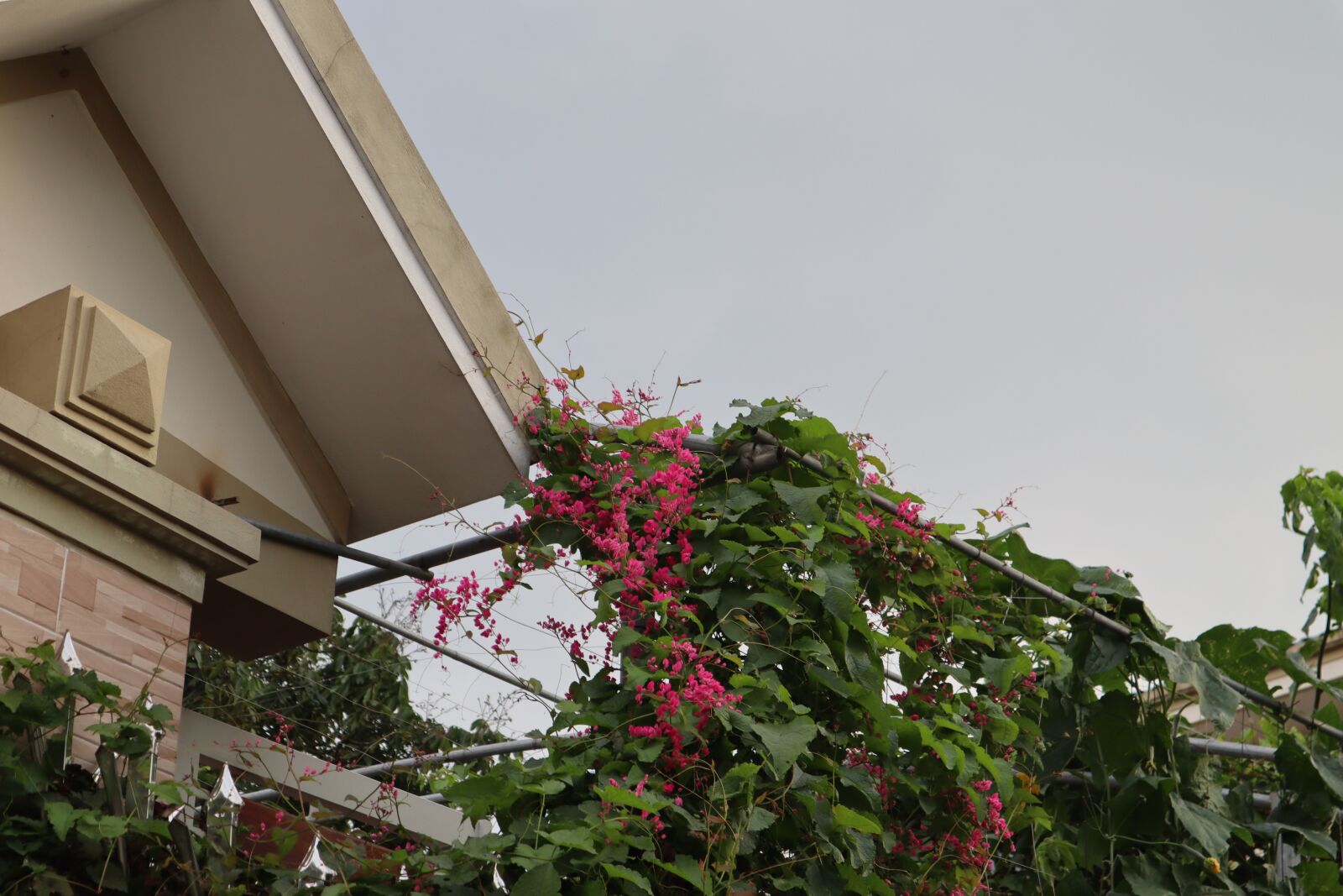 Canon EOS M50 (EOS Kiss M) sample photo. Home, flower, blooming photography