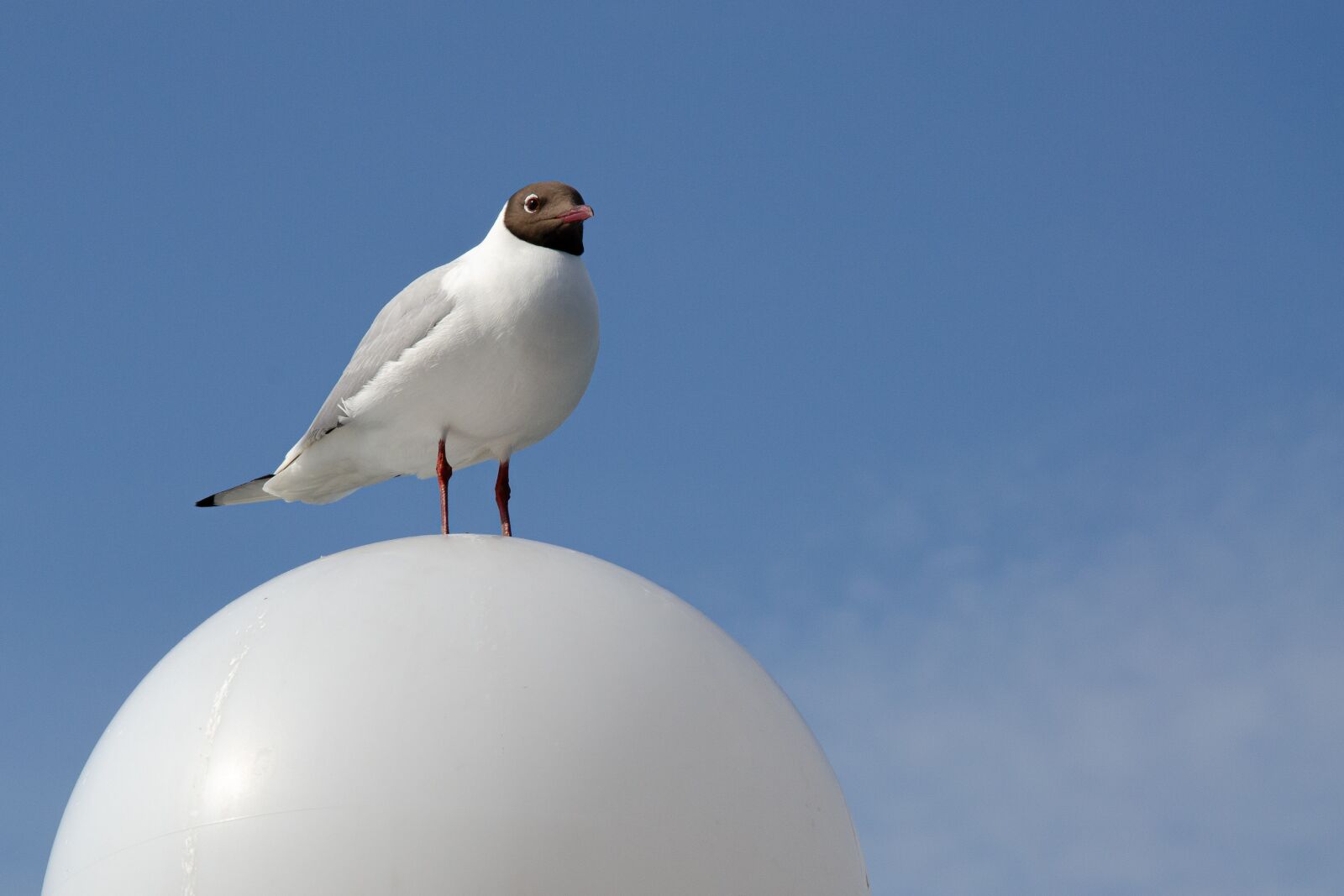 Nikon D7000 sample photo. Seagull, street lamp, white photography