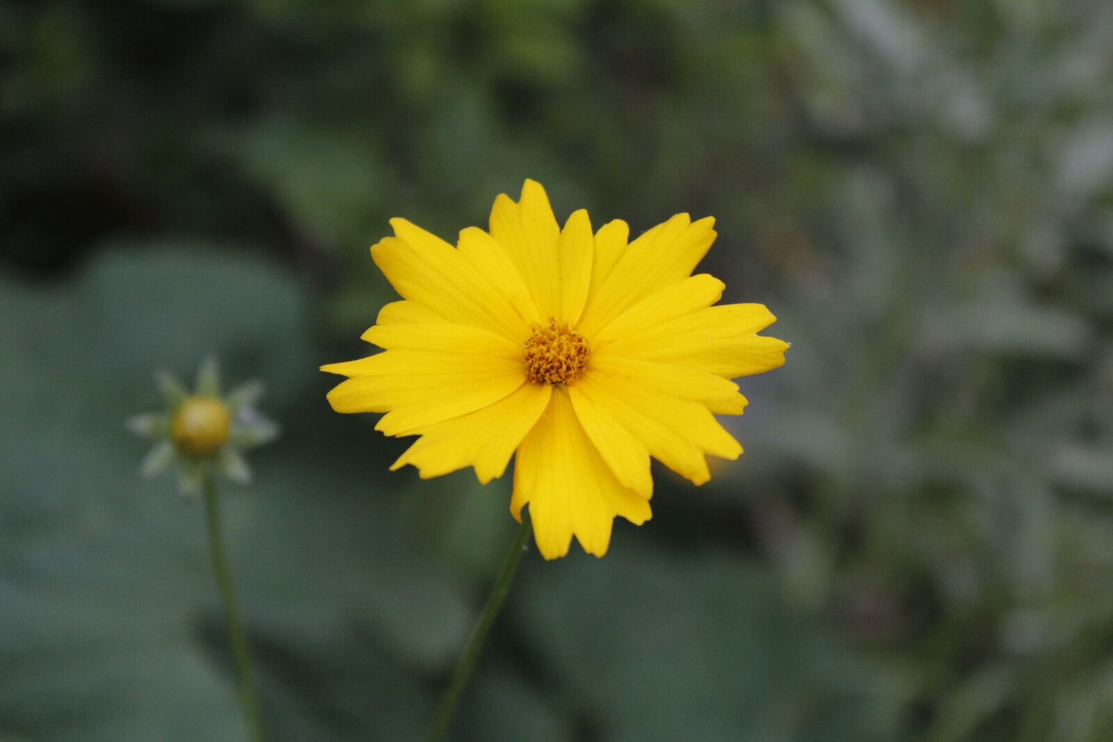 Canon EOS 600D (Rebel EOS T3i / EOS Kiss X5) sample photo. Flowers, plants, nature photography
