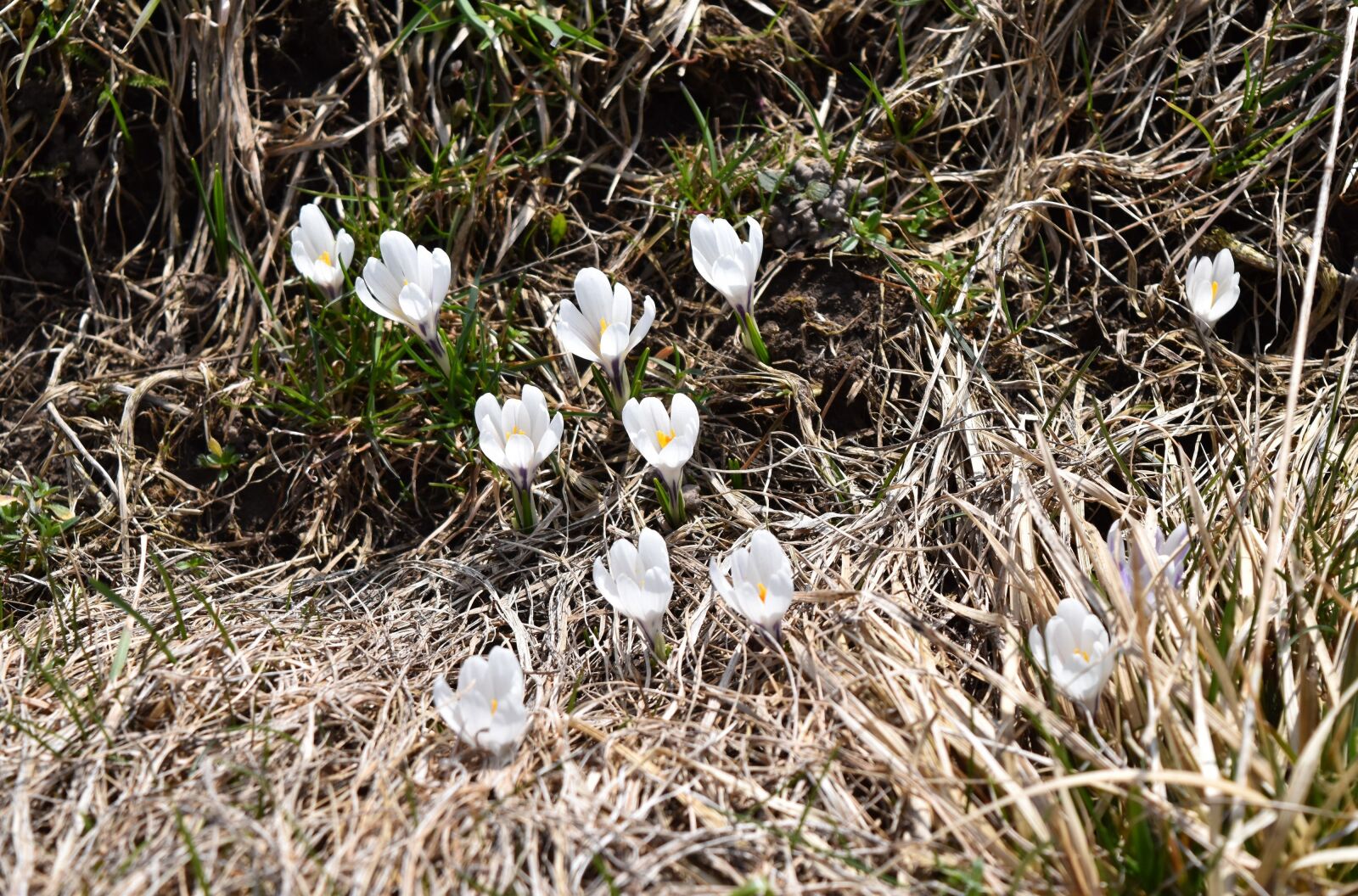 Nikon D5500 sample photo. Nature, plant, flower photography