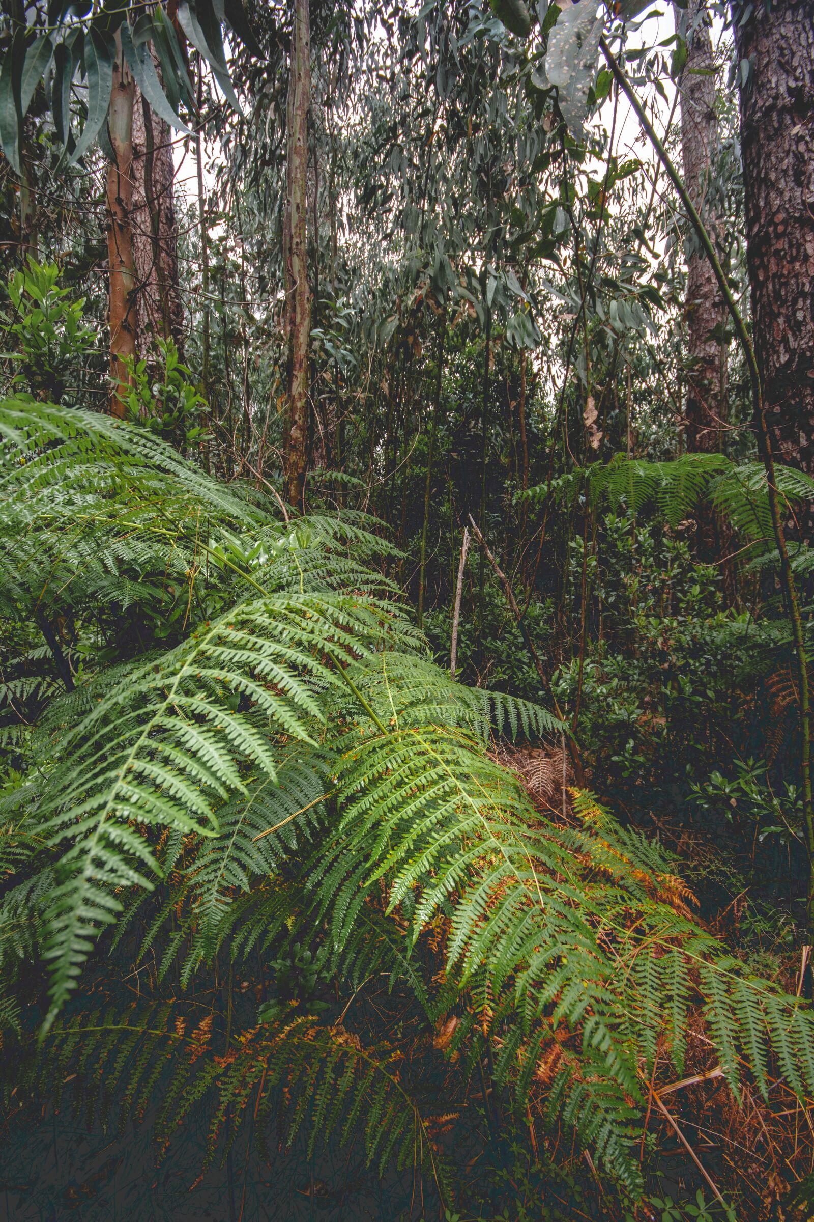 Nikon D5200 sample photo. Forest, rainforest, nature photography