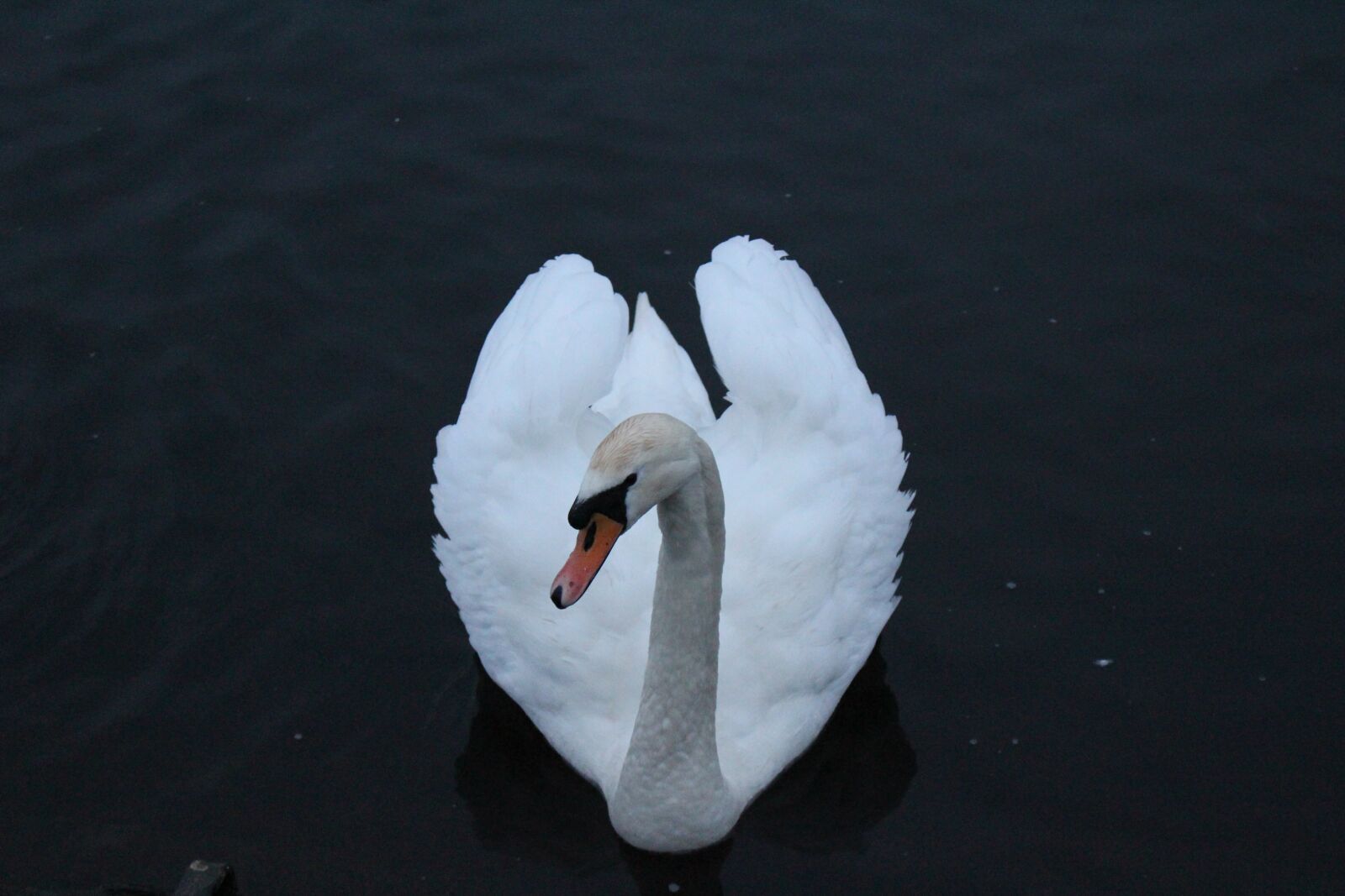 Canon EOS 100D (EOS Rebel SL1 / EOS Kiss X7) sample photo. Swan, otley, river photography