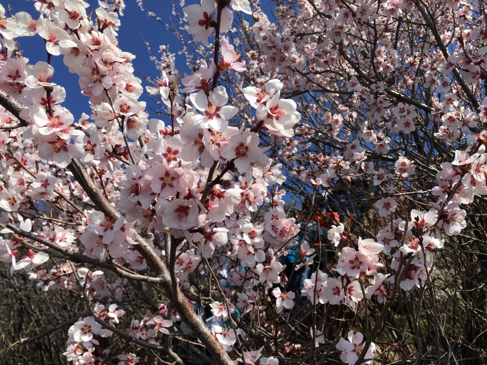 iPhone SE back camera 4.15mm f/2.2 sample photo. Cherry blossom, plant, pink photography