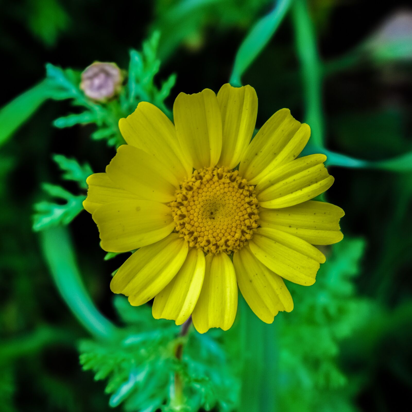 Nikon D3300 sample photo. Daisy, flower, nature photography