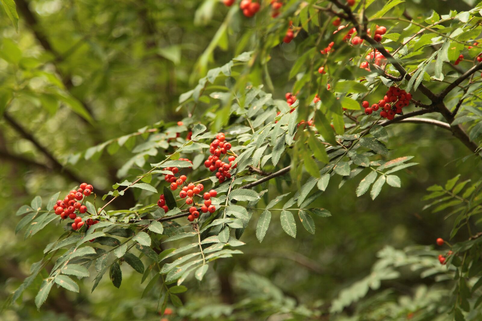 Canon EOS 5D Mark II sample photo. Bunches of rowan, rowan photography
