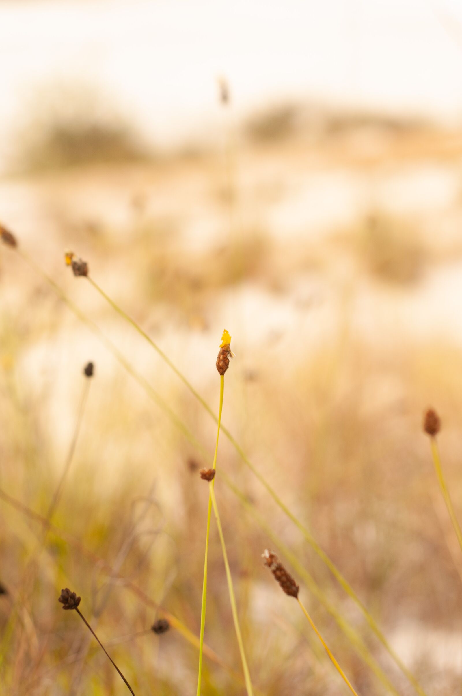 Nikon D300 sample photo. Flower, yellow, summer photography