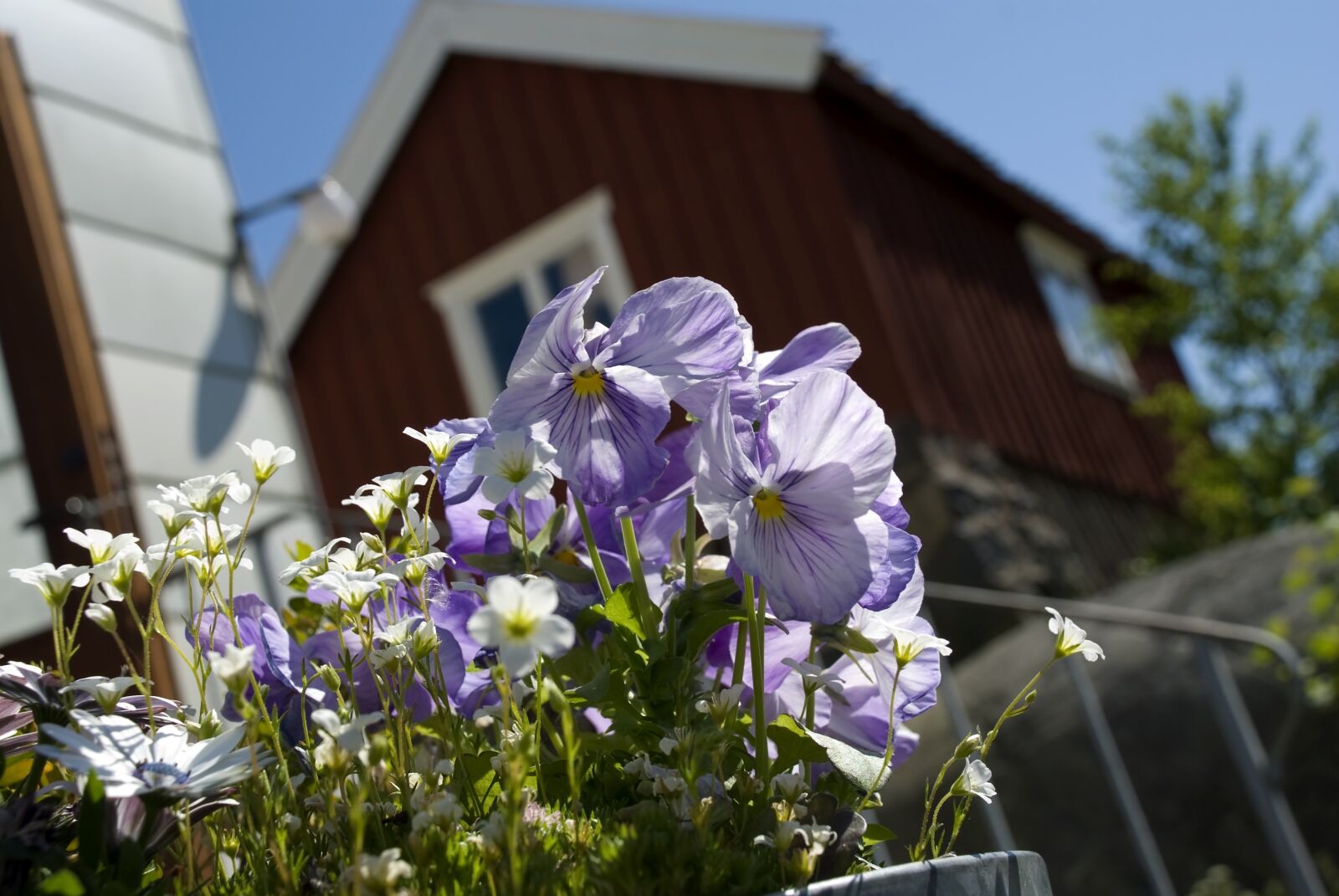 Nikon D80 sample photo. Penseer, house plants, flower photography