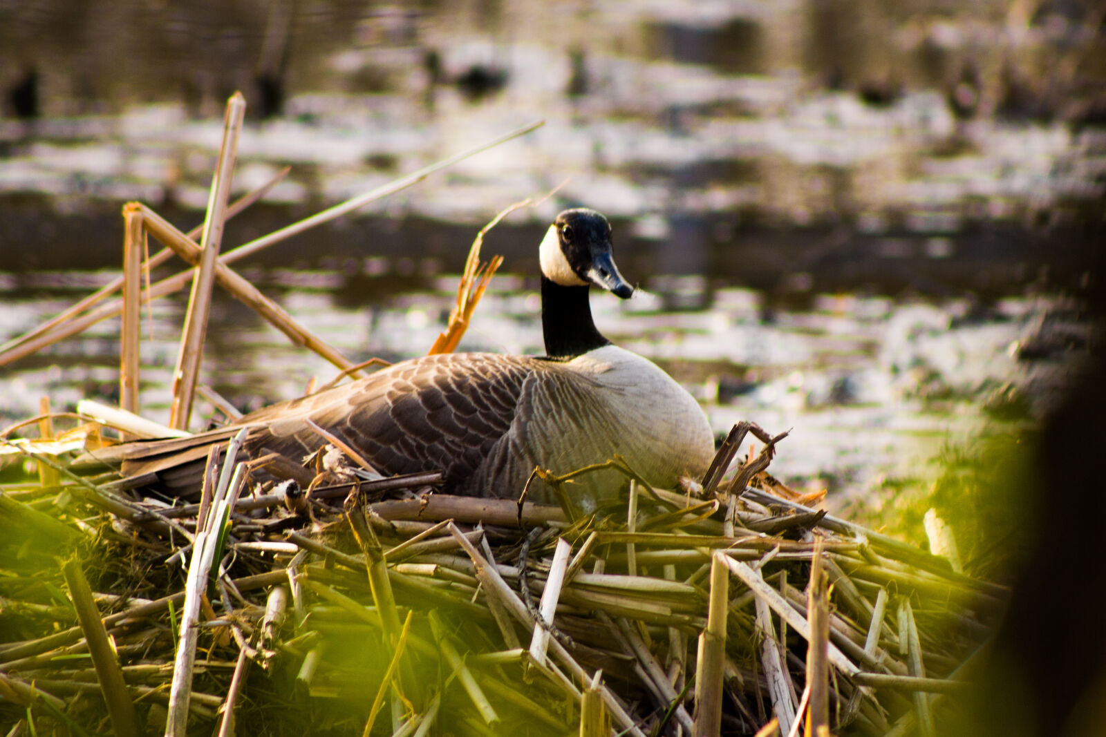 Canon EF 75-300mm f/4-5.6 sample photo. Animal, bird, canon, nature photography
