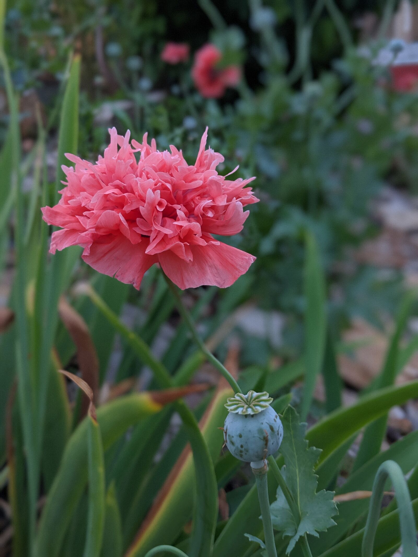 Google Pixel 2 sample photo. Flower, summer, spring photography