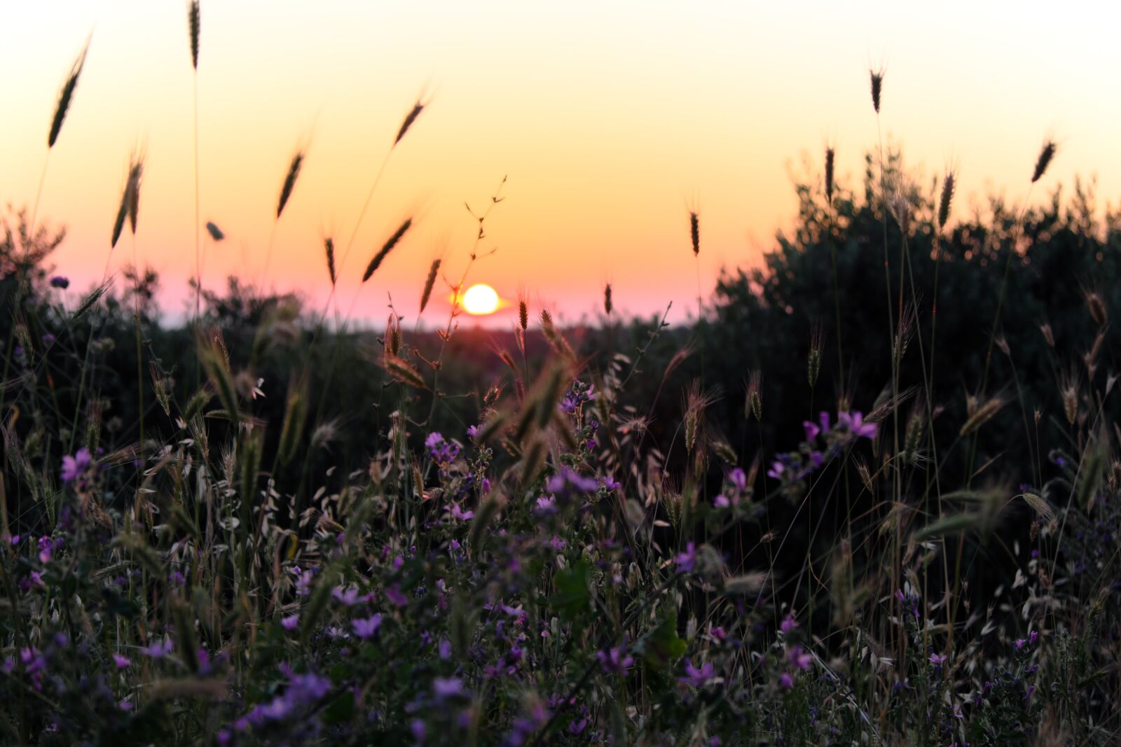 Fujifilm X-T2 sample photo. Sunset, meadow, sun photography