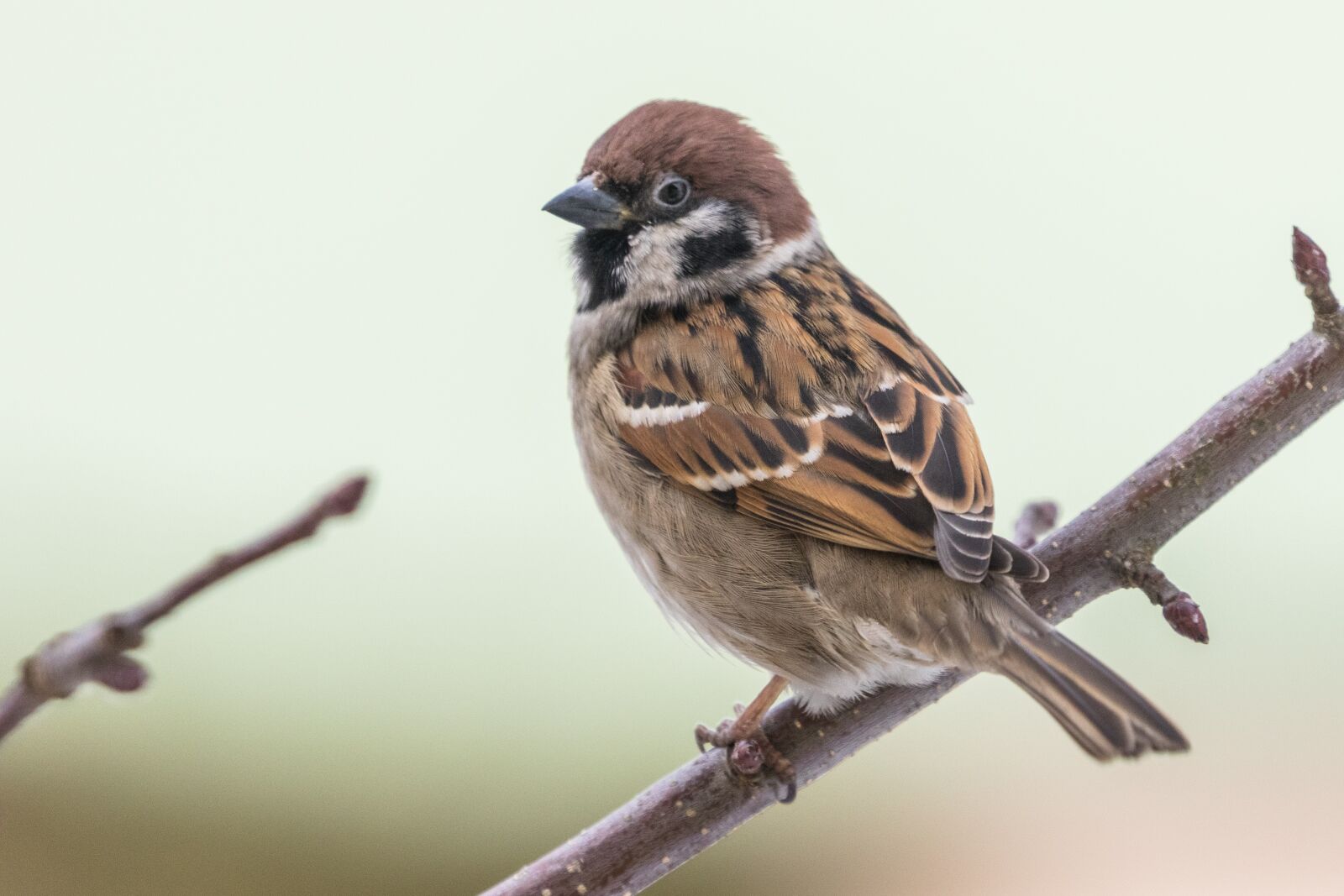 Canon EOS 7D Mark II sample photo. Bird, the garden, animal photography