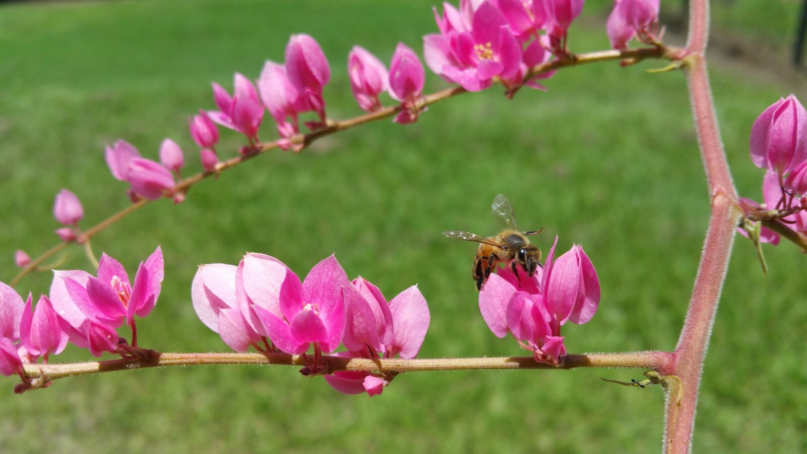 Samsung Galaxy Note4 sample photo. Killer bee, bee, insect photography