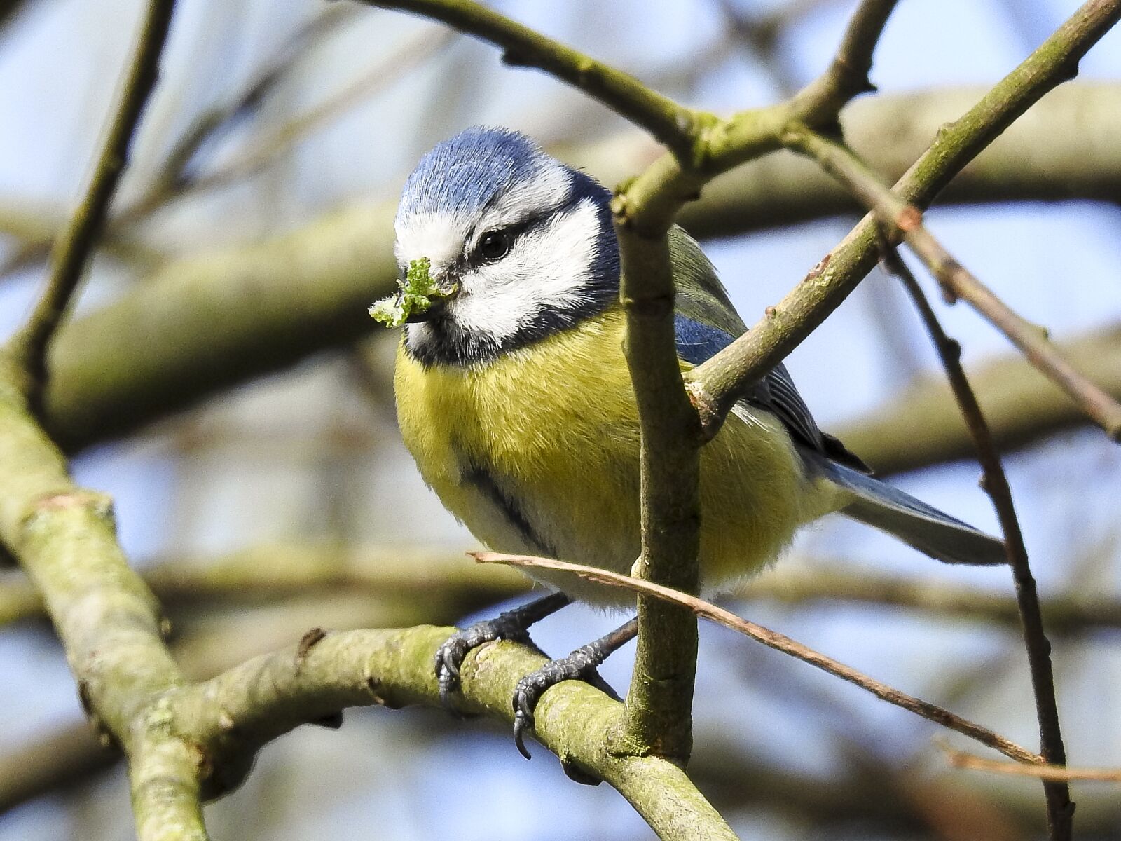 Nikon Coolpix P900 sample photo. Blue tit, tit, bird photography