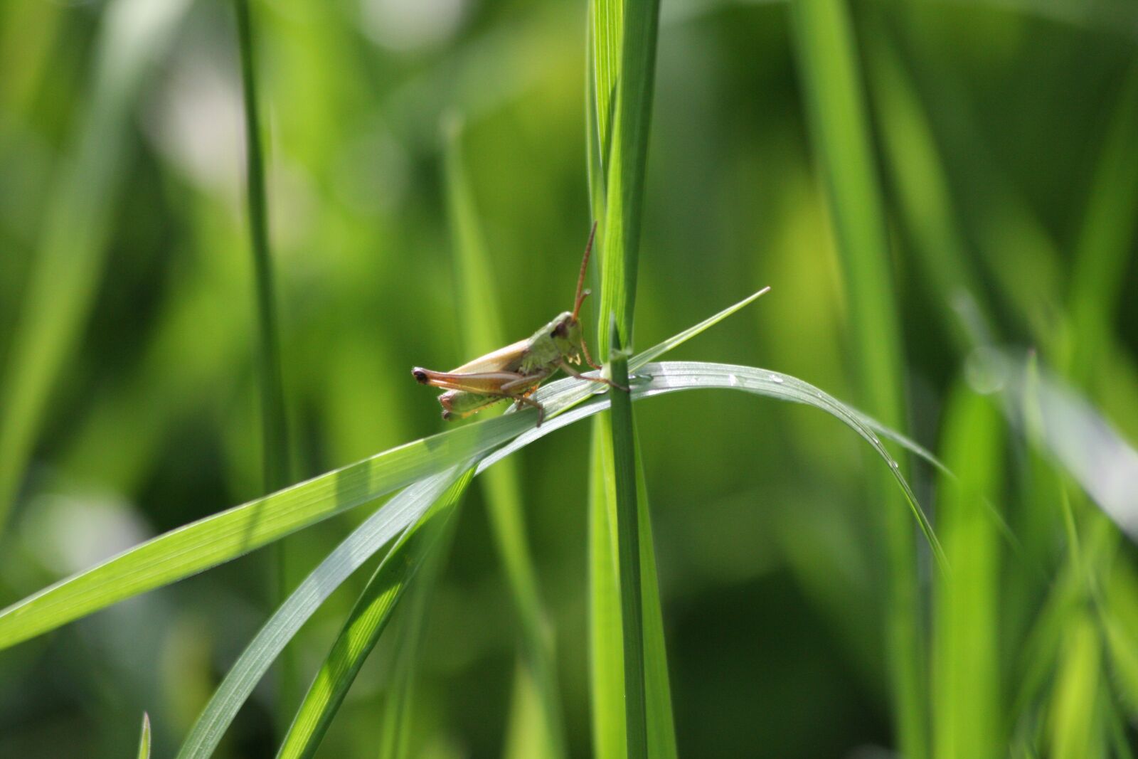 Canon EOS 40D sample photo. Grasshopper, viridissima, grass photography