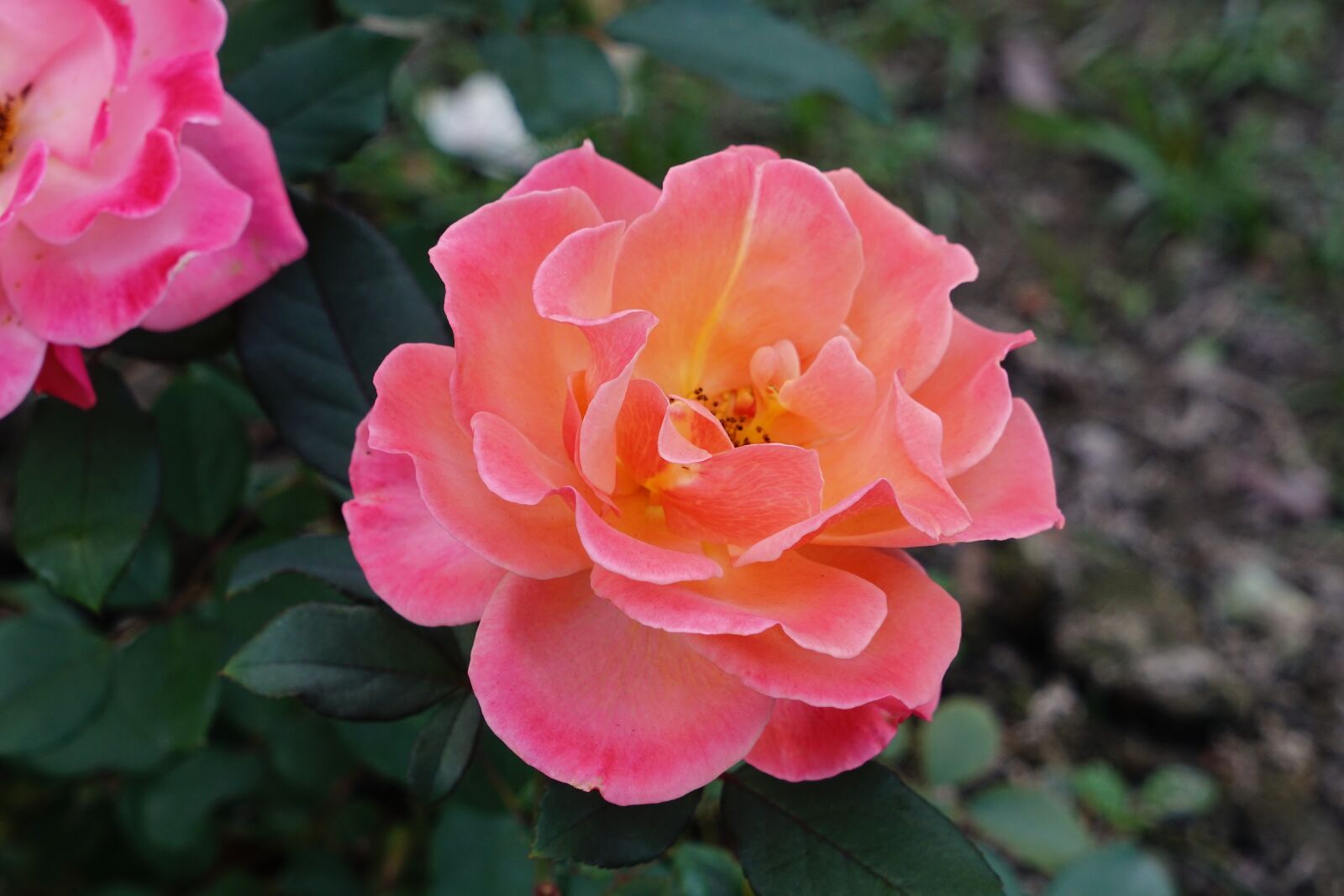 Sony a7R II + Sony Vario Tessar T* FE 24-70mm F4 ZA OSS sample photo. Rose, orange rose, blossom photography