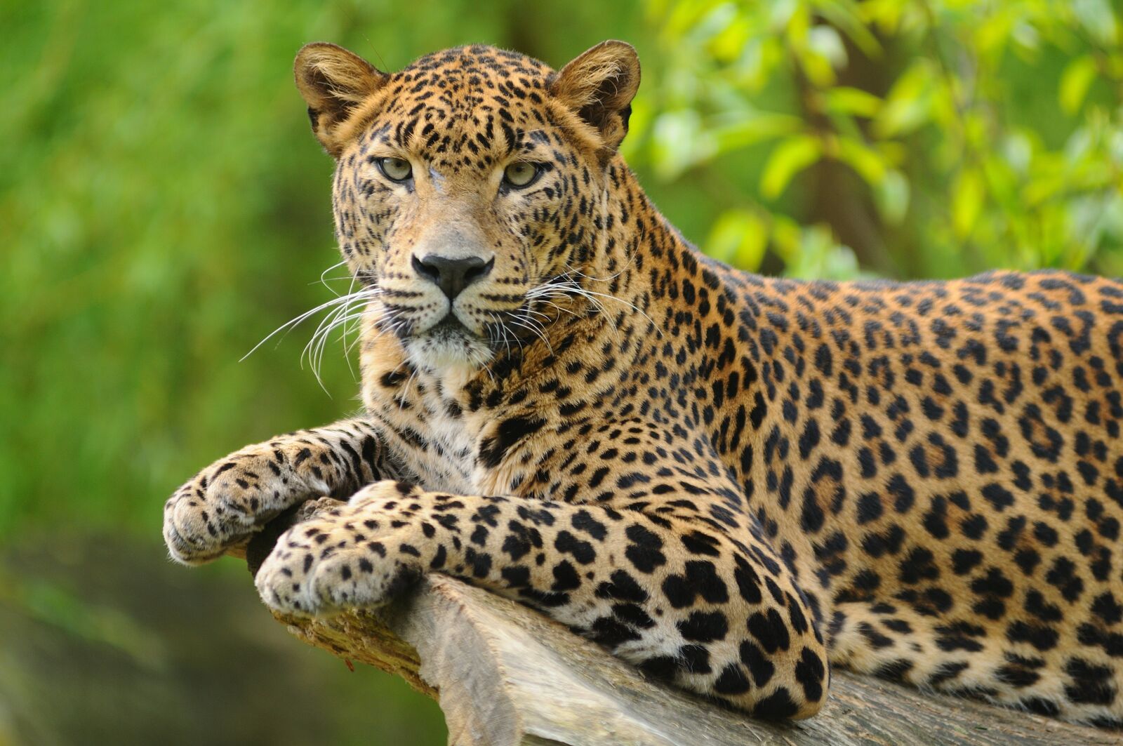 Nikon D300S sample photo. Leopard, beast, cat photography
