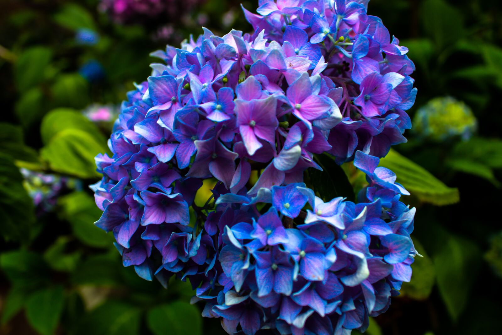 Canon EOS 1300D (EOS Rebel T6 / EOS Kiss X80) sample photo. Flowers, color, blossom photography