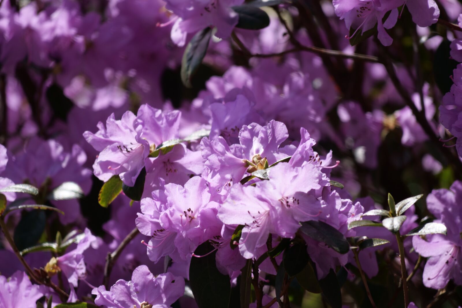 Panasonic Lumix DC-G9 sample photo. Double rhododendron, rhododendron mocronulatum photography