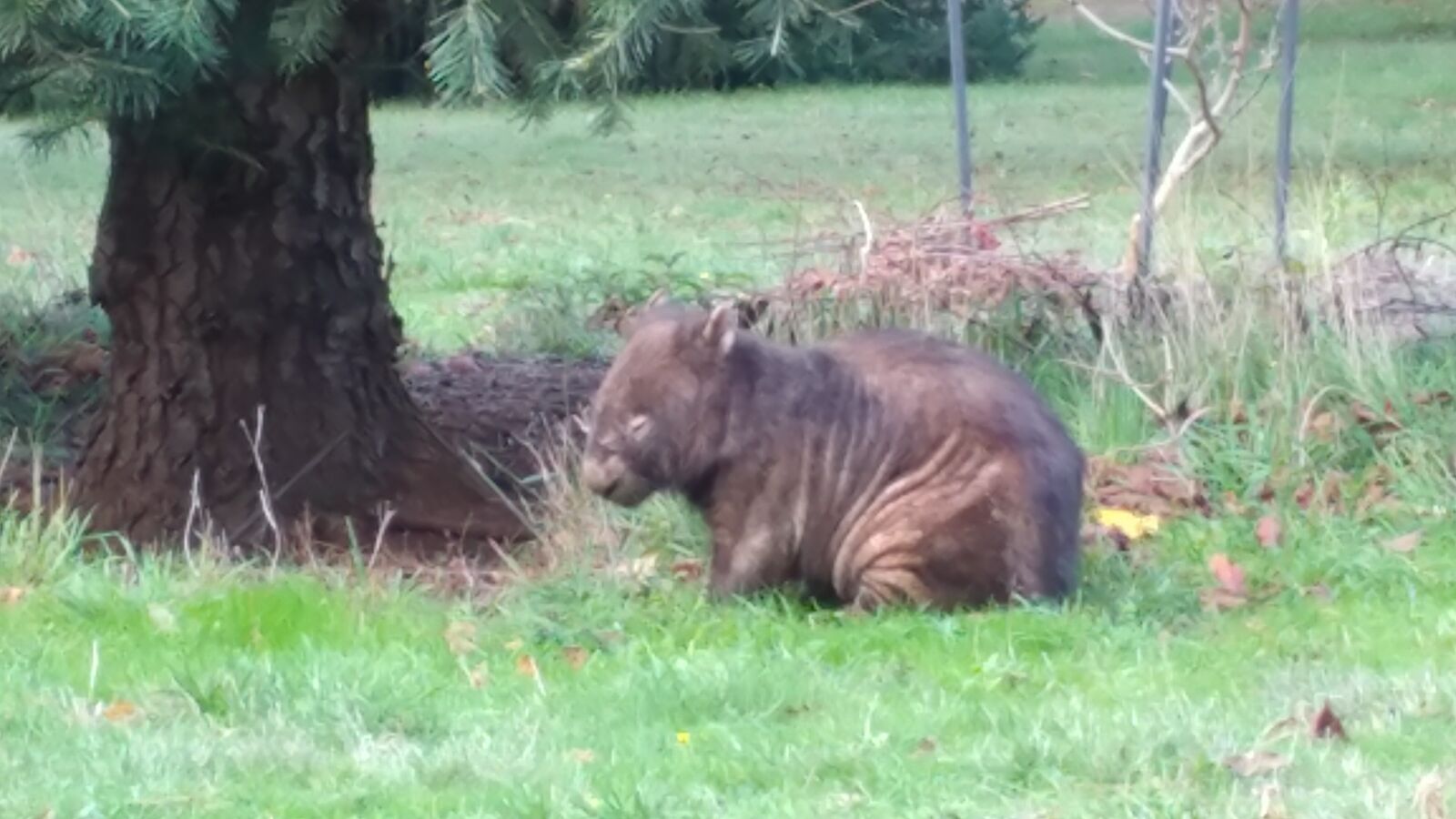 LG V20 sample photo. Wombat, habitat, reserve photography