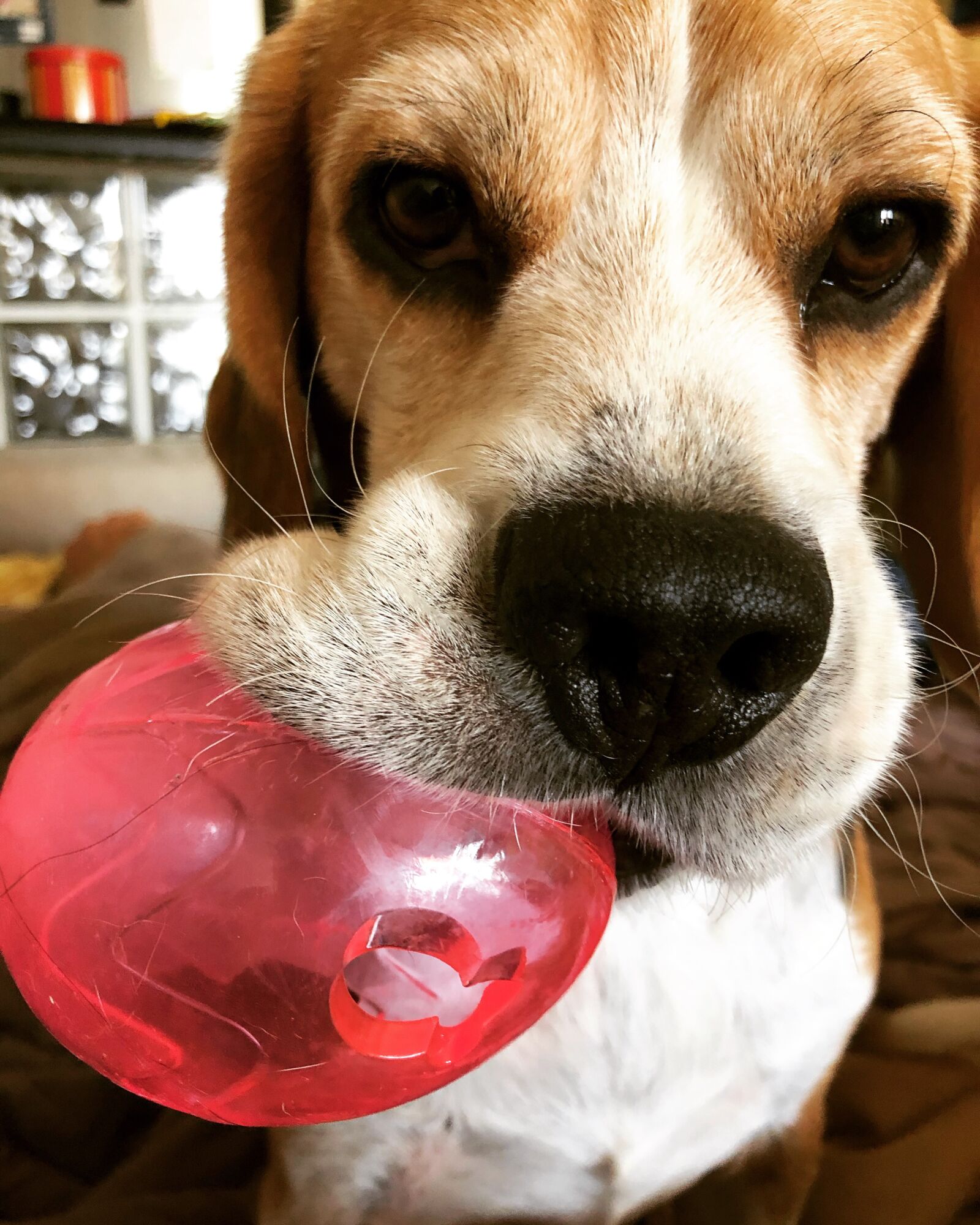 iPhone X back dual camera 4mm f/1.8 sample photo. Beagle, puppy, pet photography