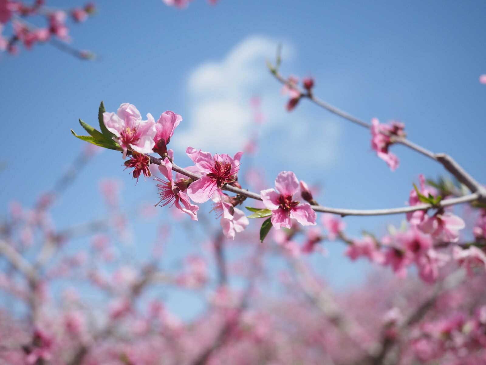 Olympus OM-D E-M1 + Olympus M.Zuiko Digital ED 12-40mm F2.8 Pro sample photo. Flower, peach blossom photography